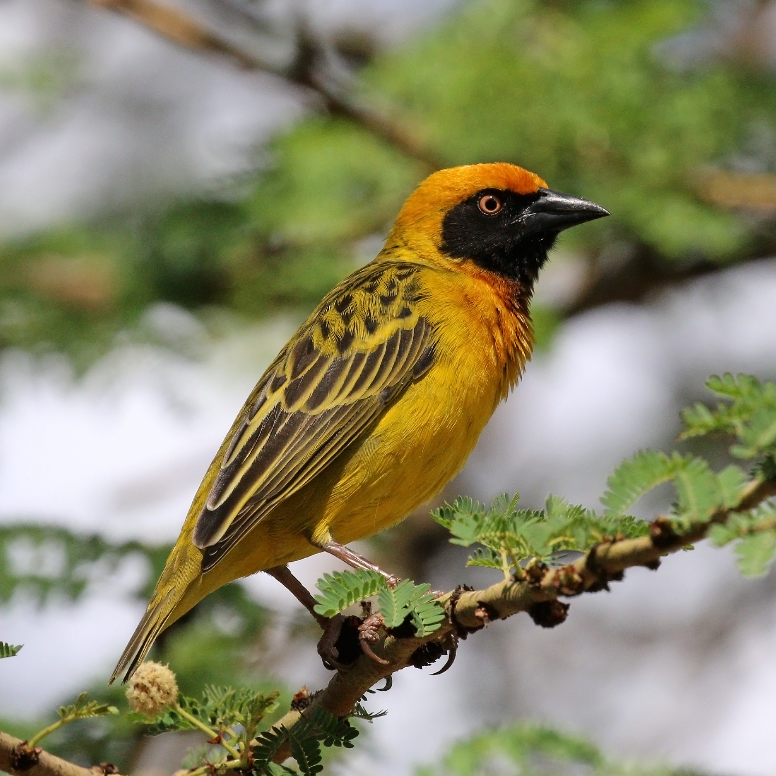 Speke's weaver (Ploceus spekei)