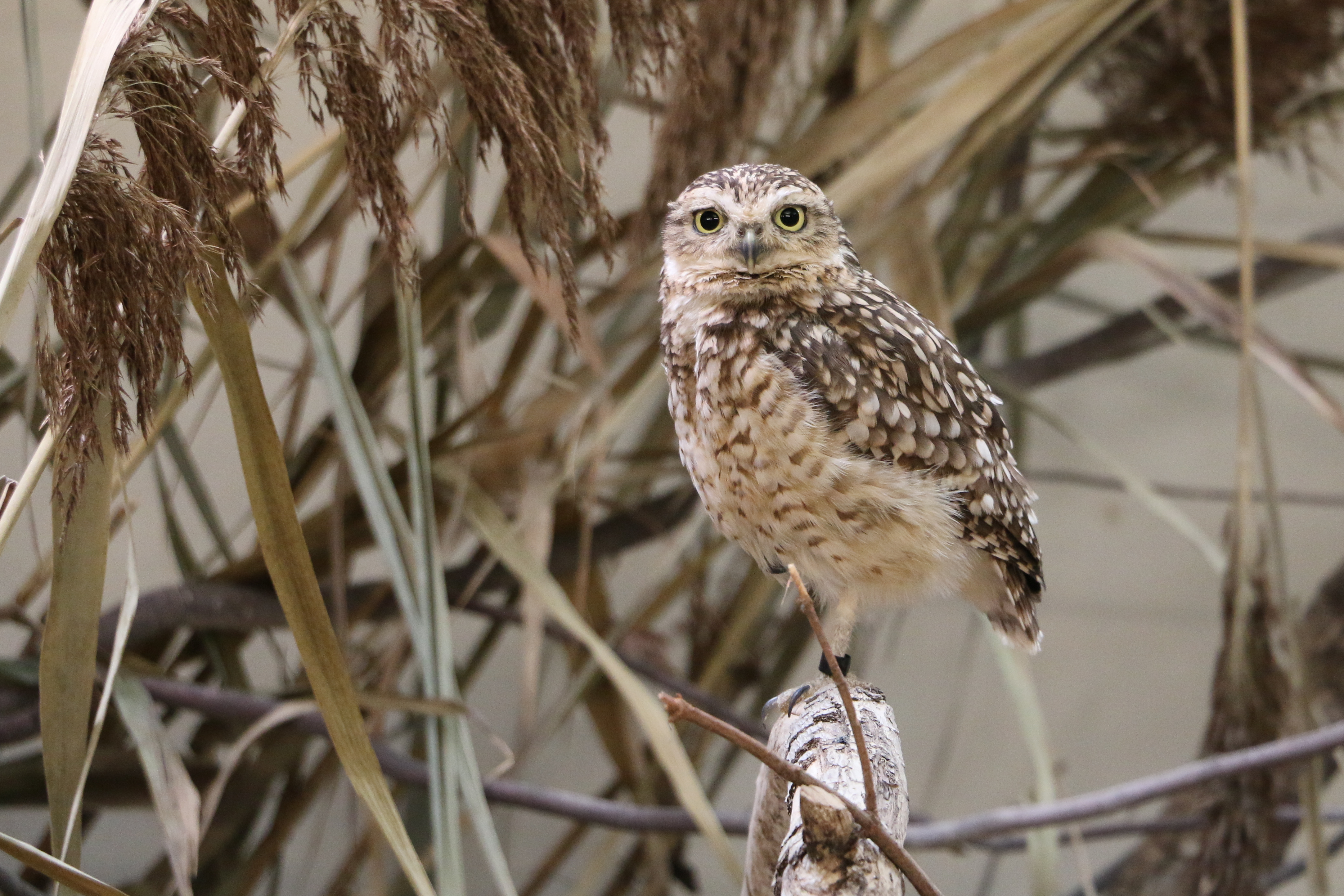 Speotyto cunicularia 0281