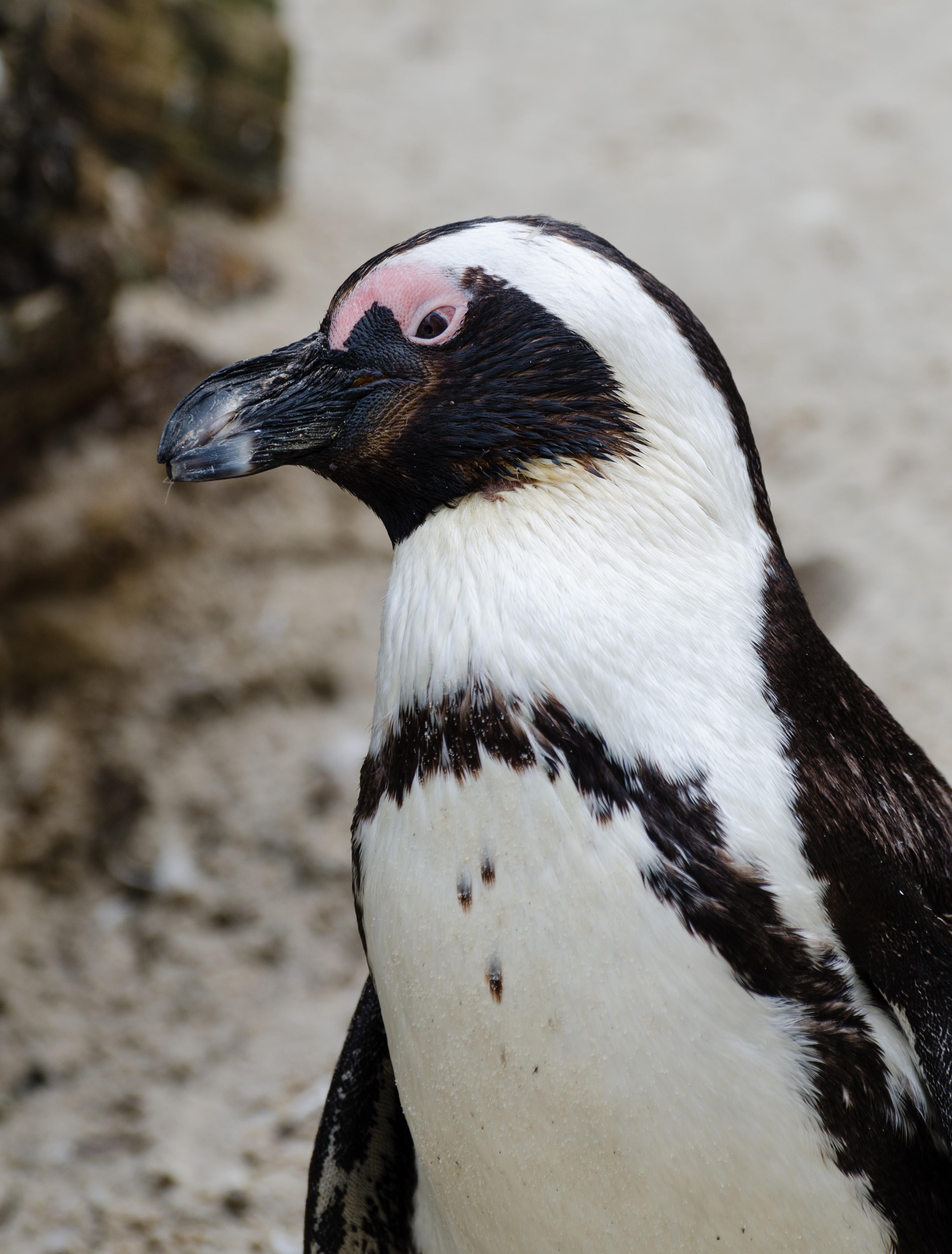 Spheniscus demersus-Zoo-Muenster-2013