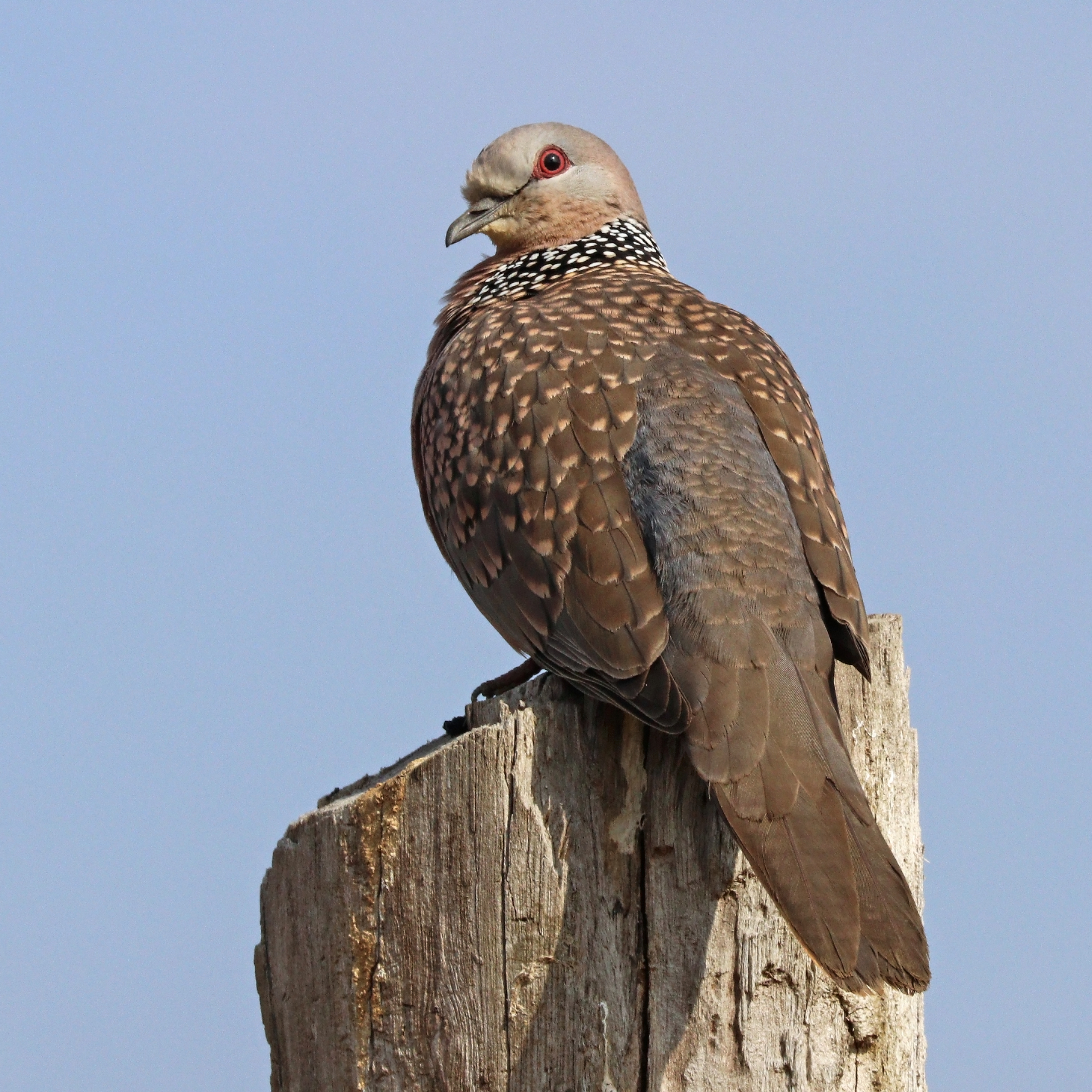 Spotted dove (Spilopelia chinensis suratensis)