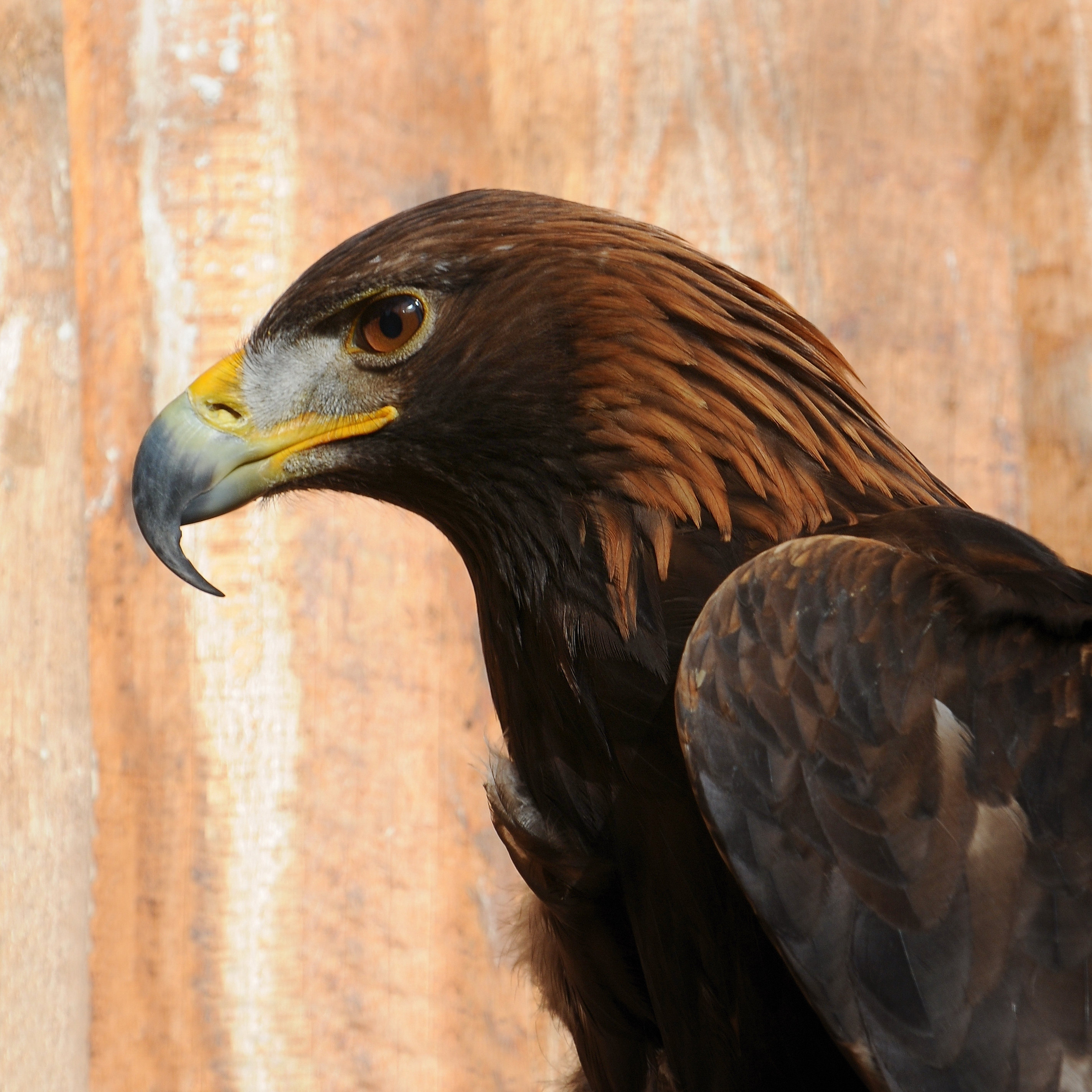 Steinadler, Aquila chrysaetos 01