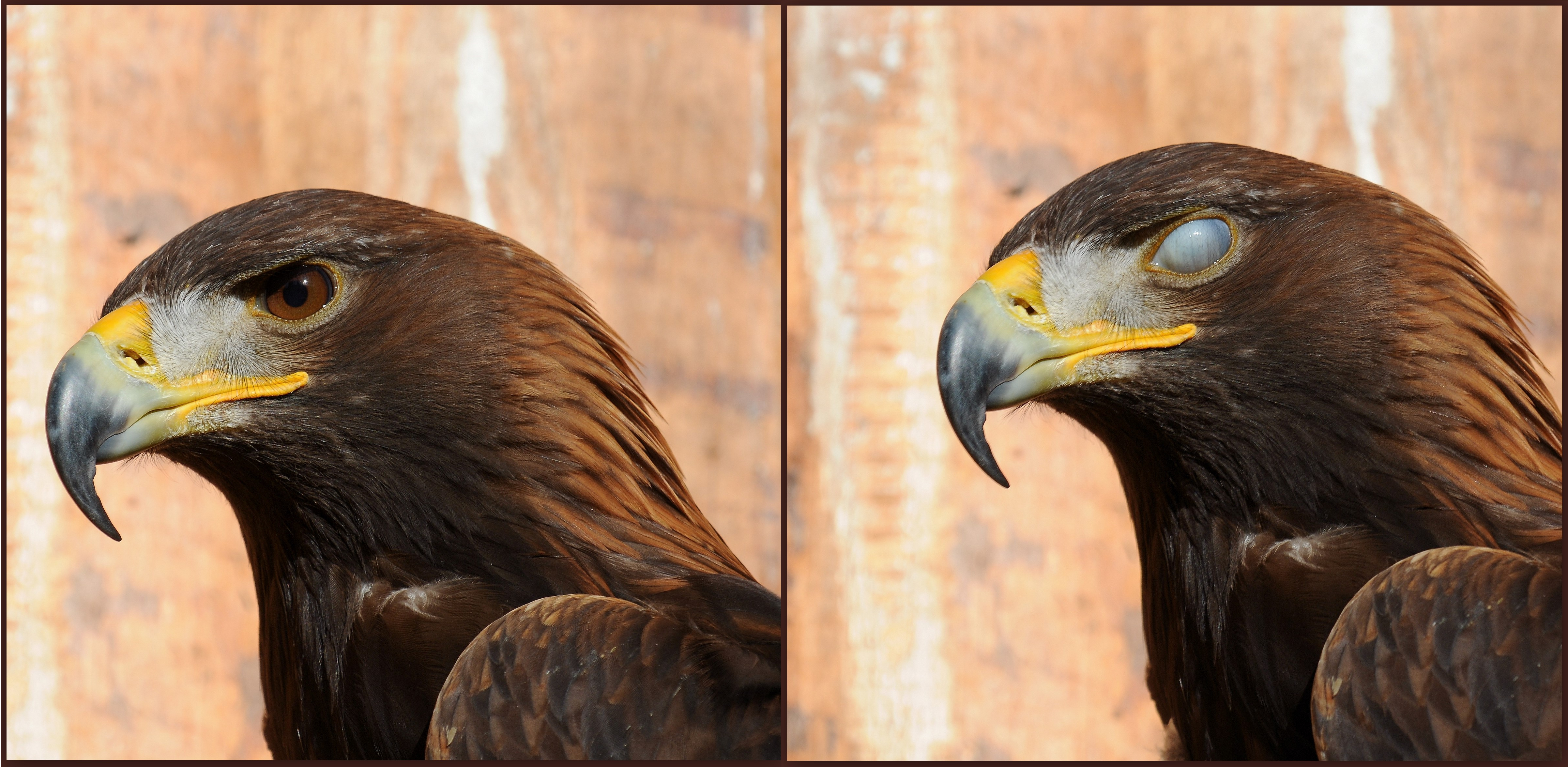 Steinadler Augenschlag