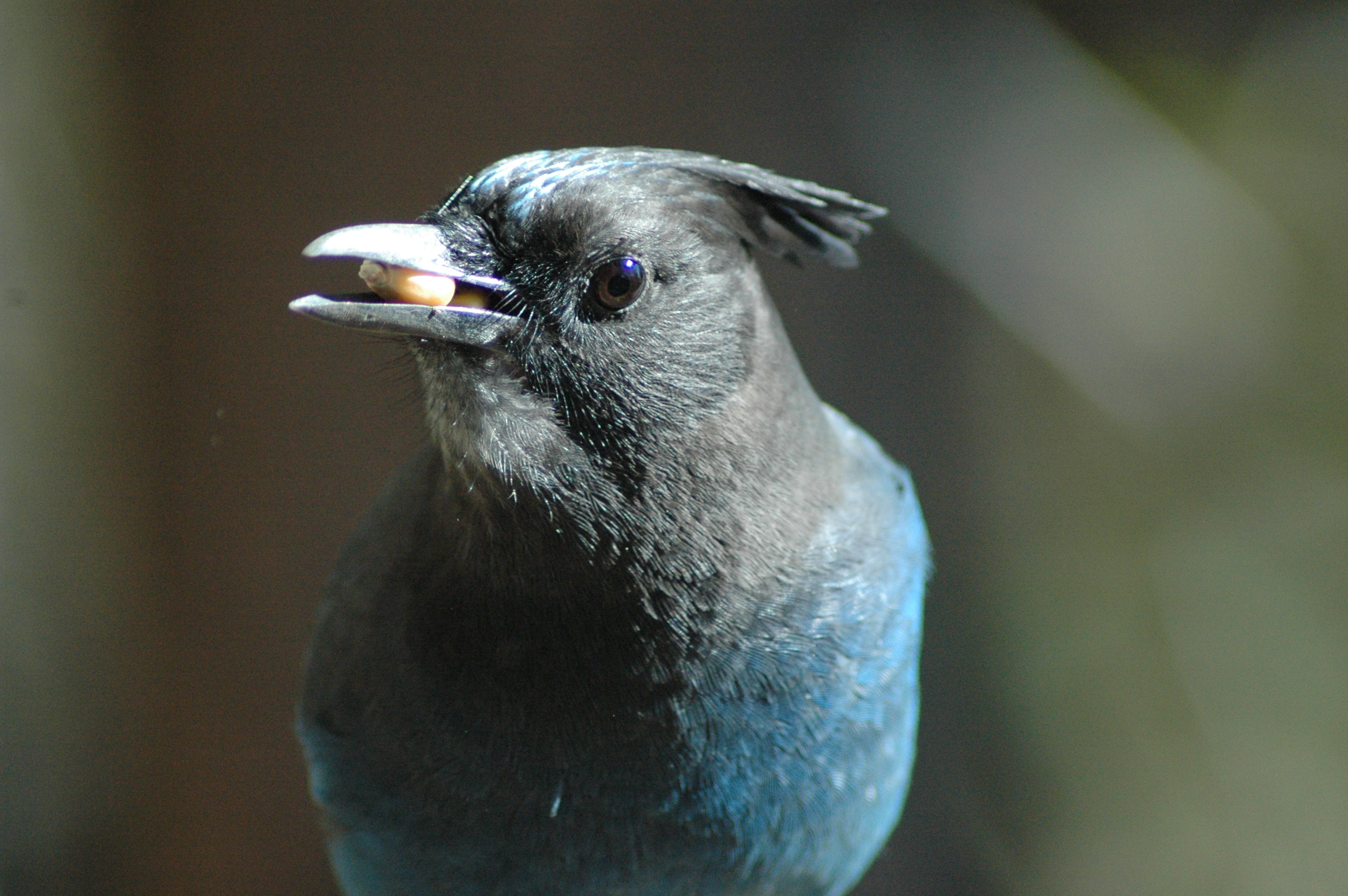 Steller's Jay holding a peanut