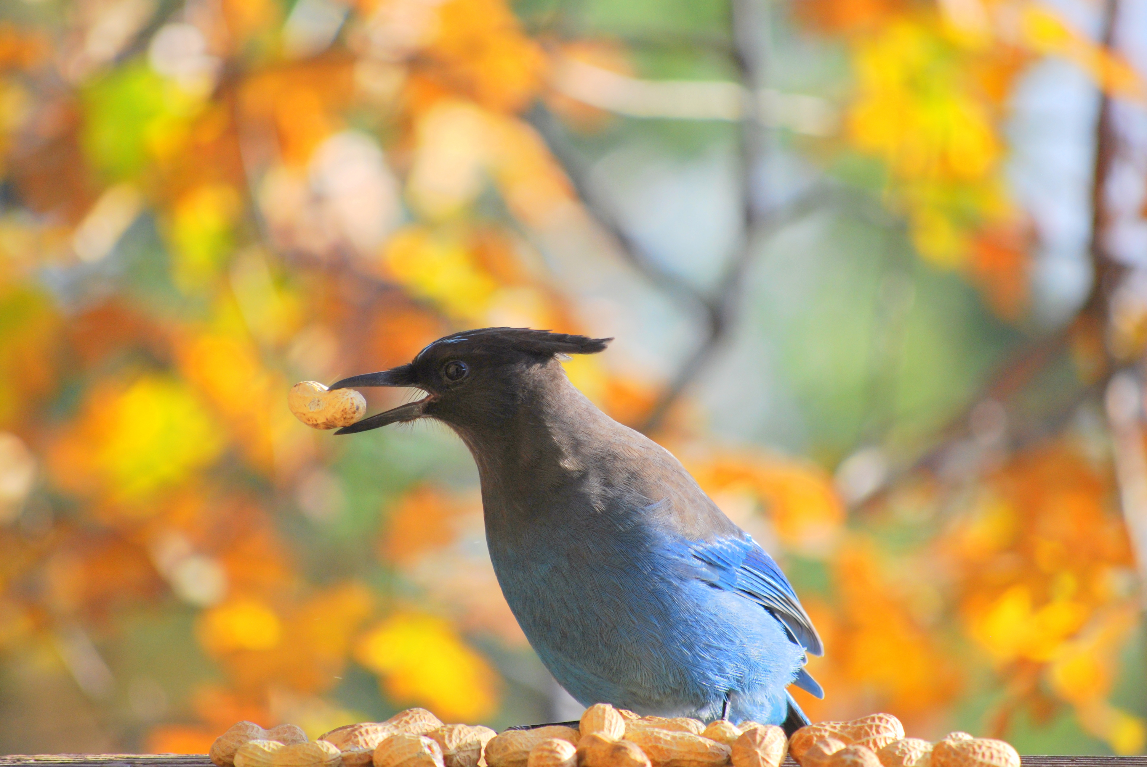 Steller's Jay holding a peanut before autumn foliage