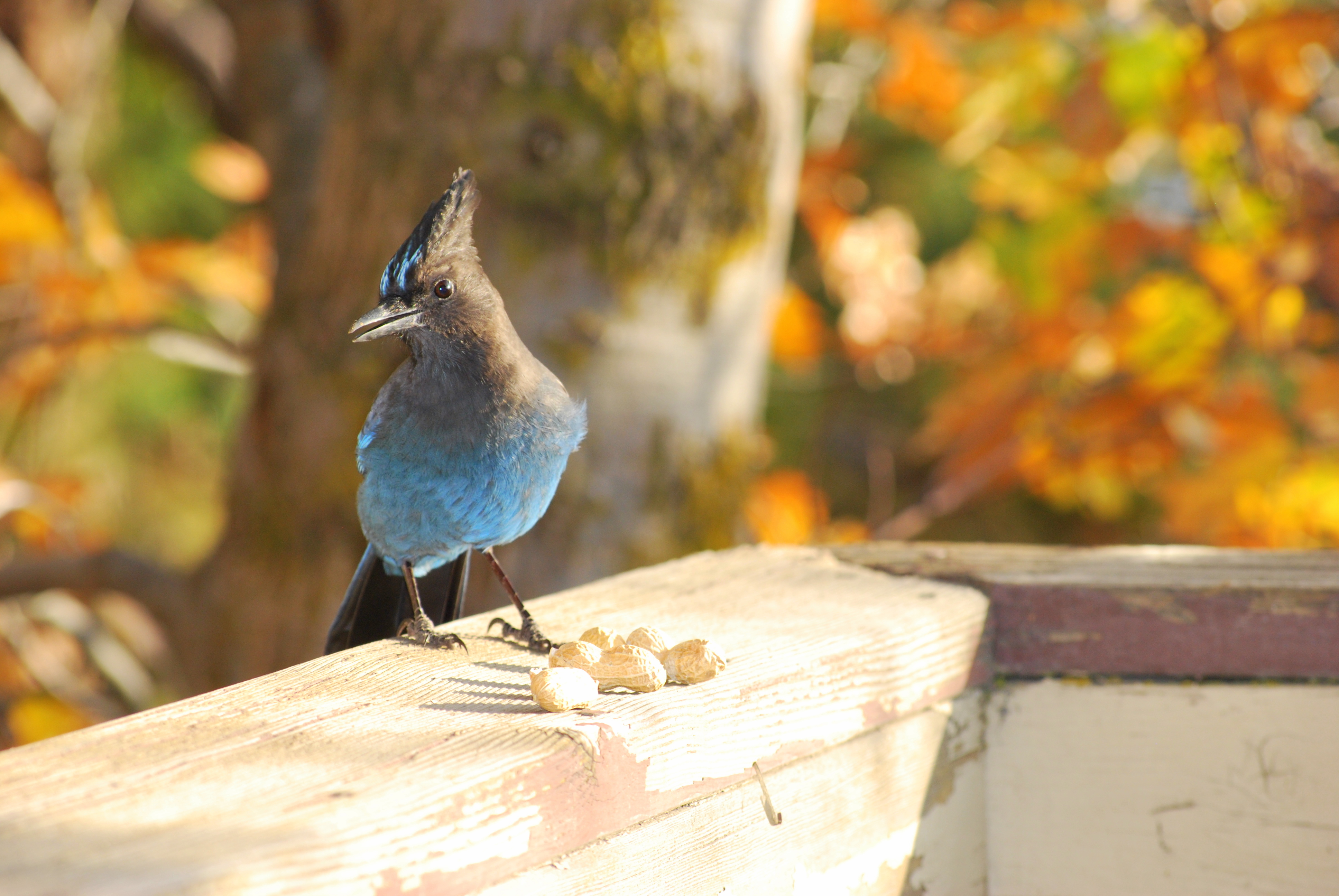 Steller's Jay perched on wood rail near peanuts