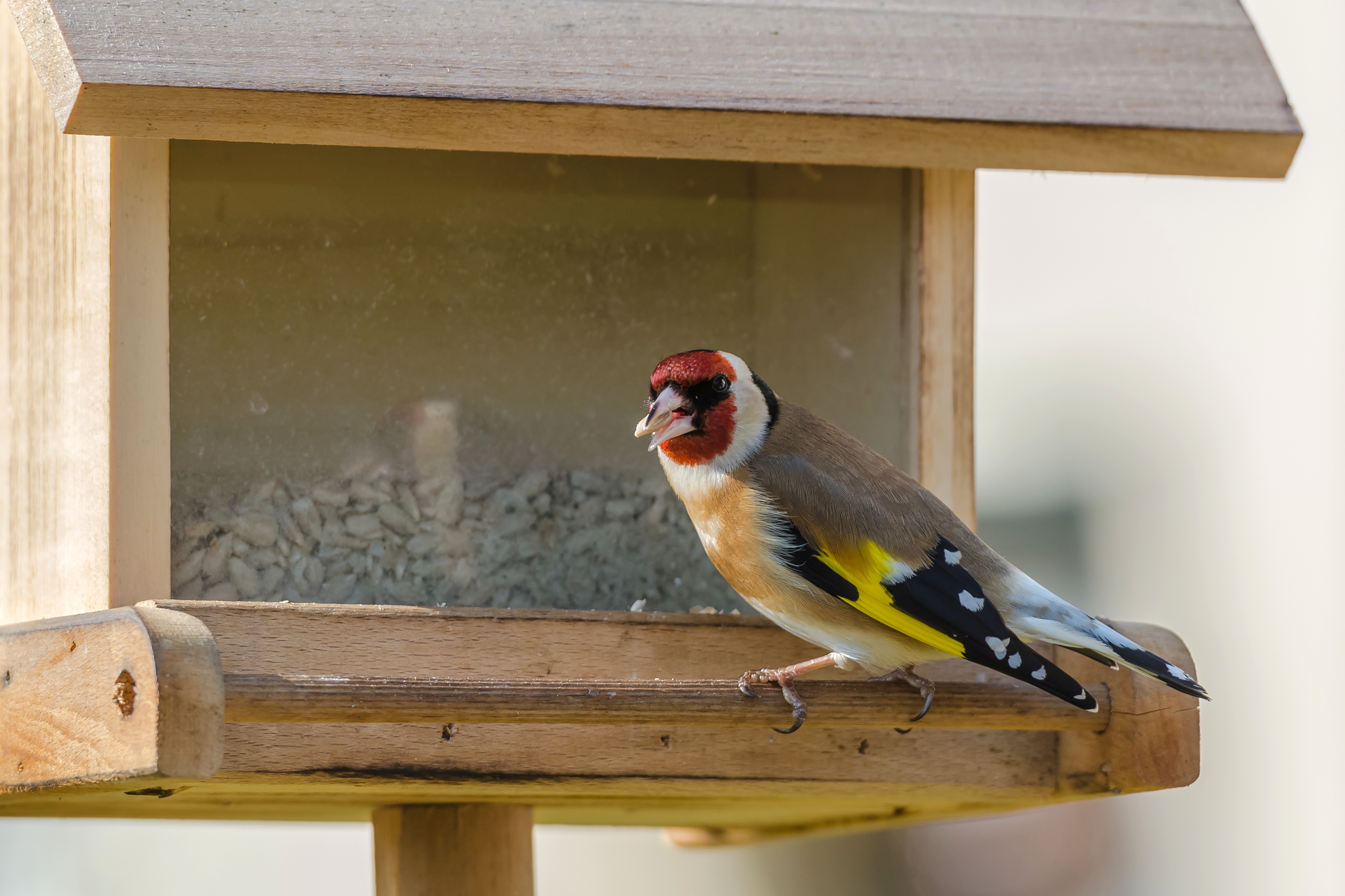 Stieglitz Carduelis carduelis male a