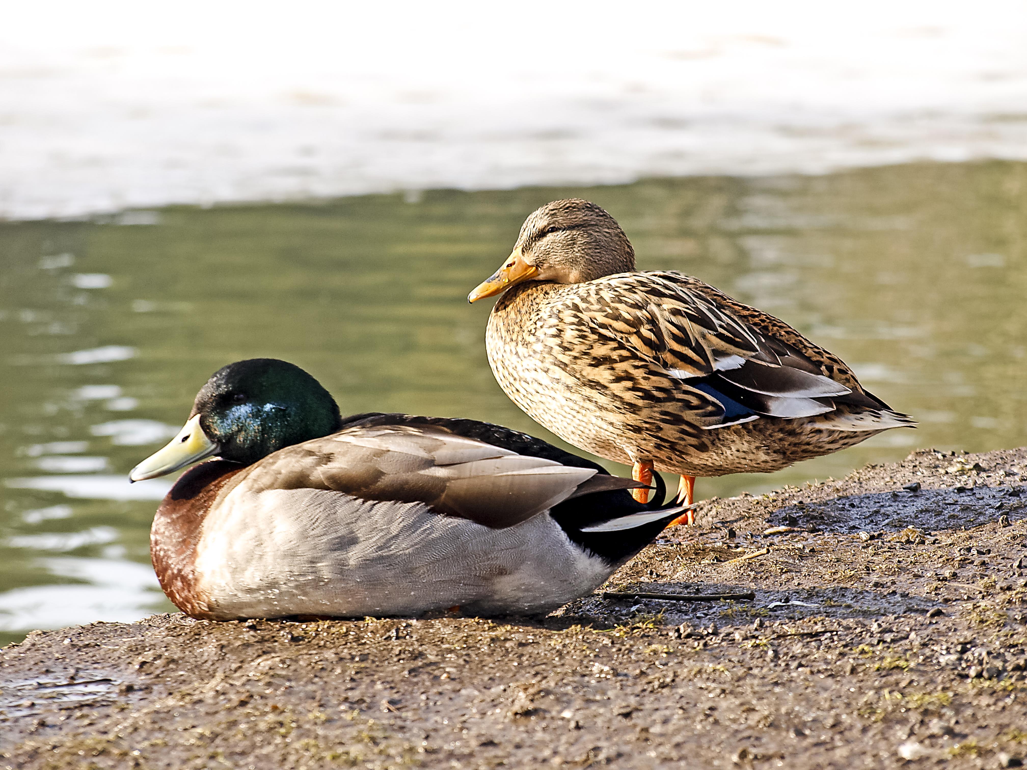 Stockente (10) (35027526445)