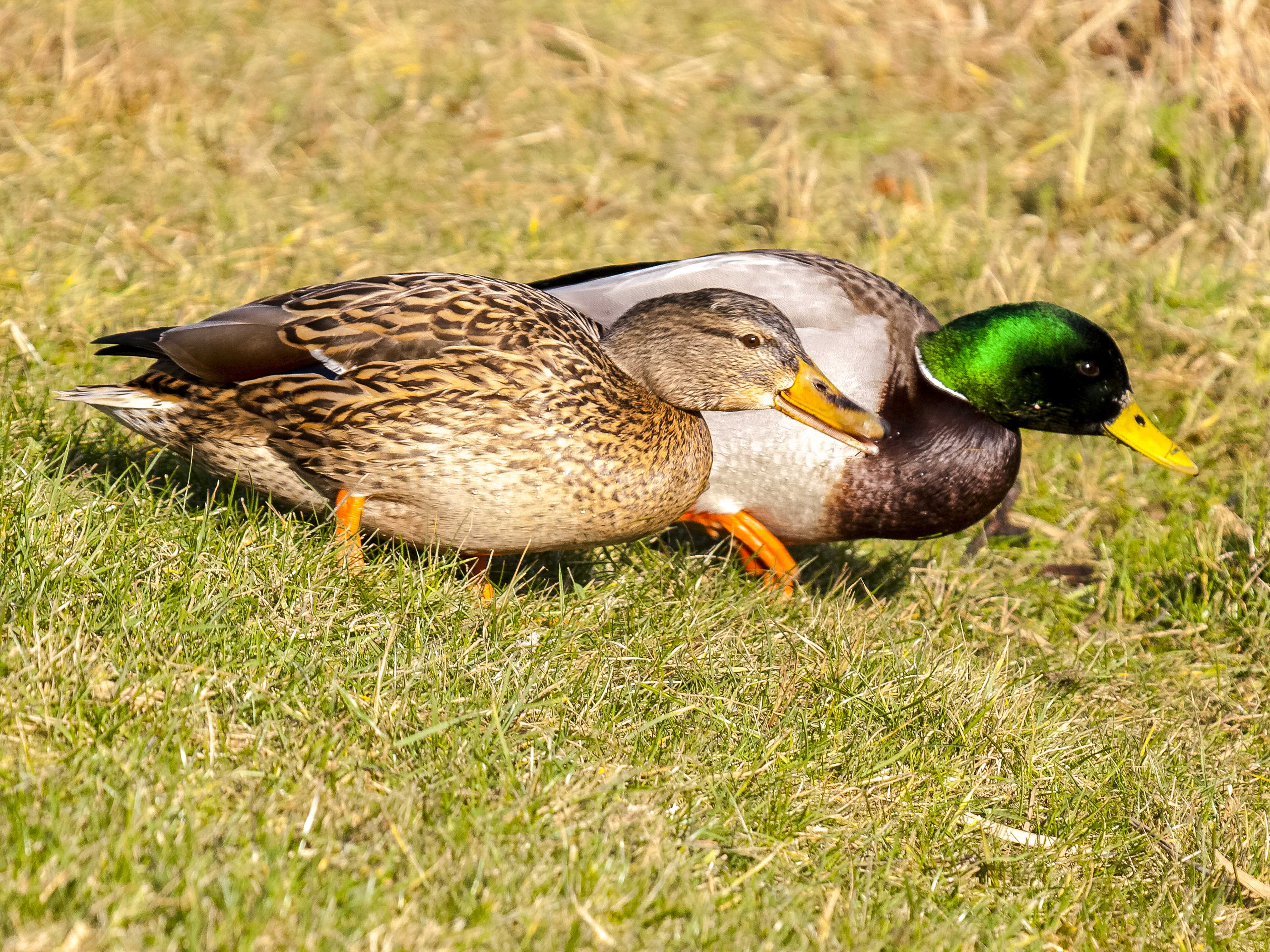 Stockente (25) (34863712122)