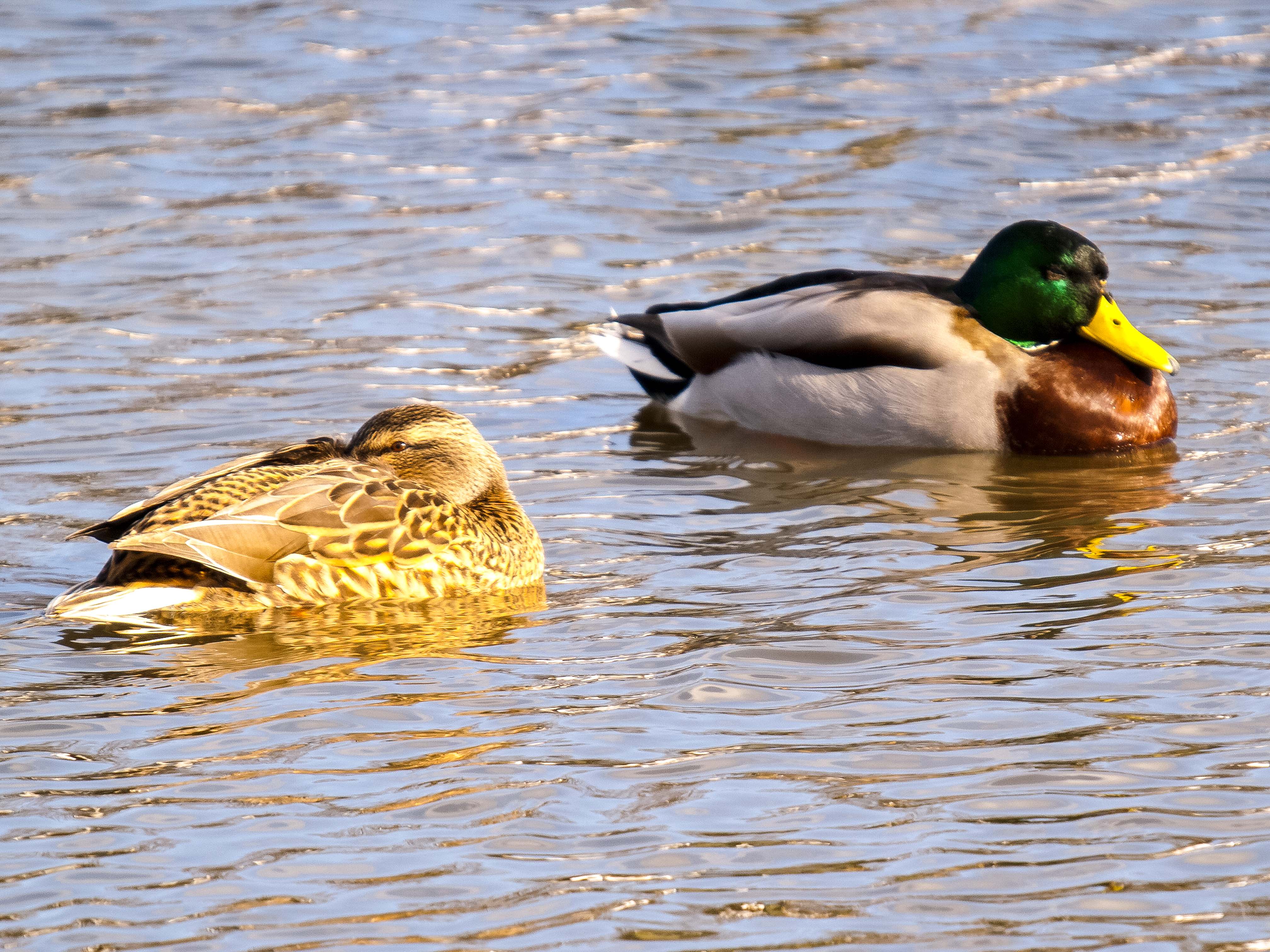 Stockente (27) (34987098166)