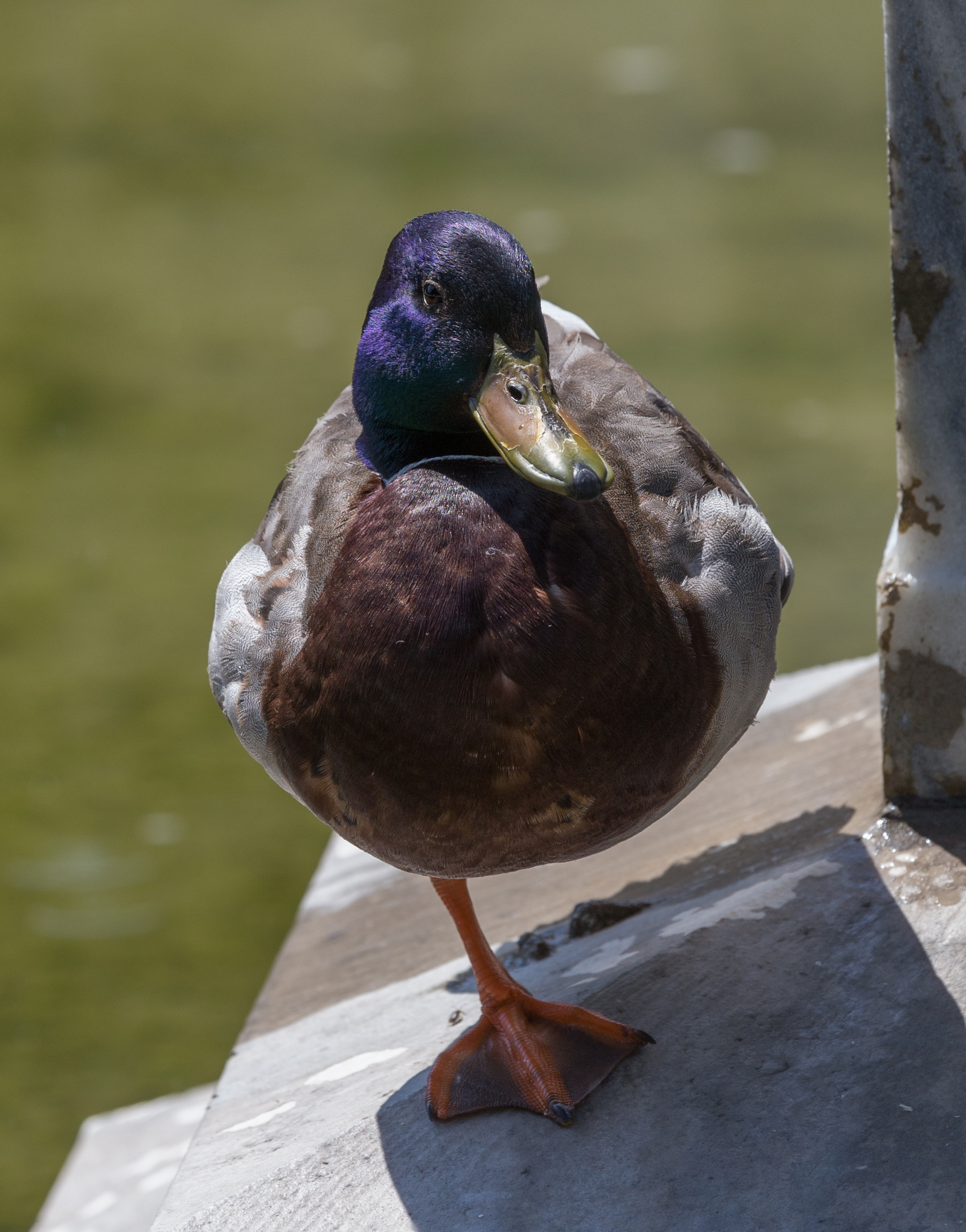 Stockente, male, (Anas platyrhynchos), Vienna, Volksgarten-6139