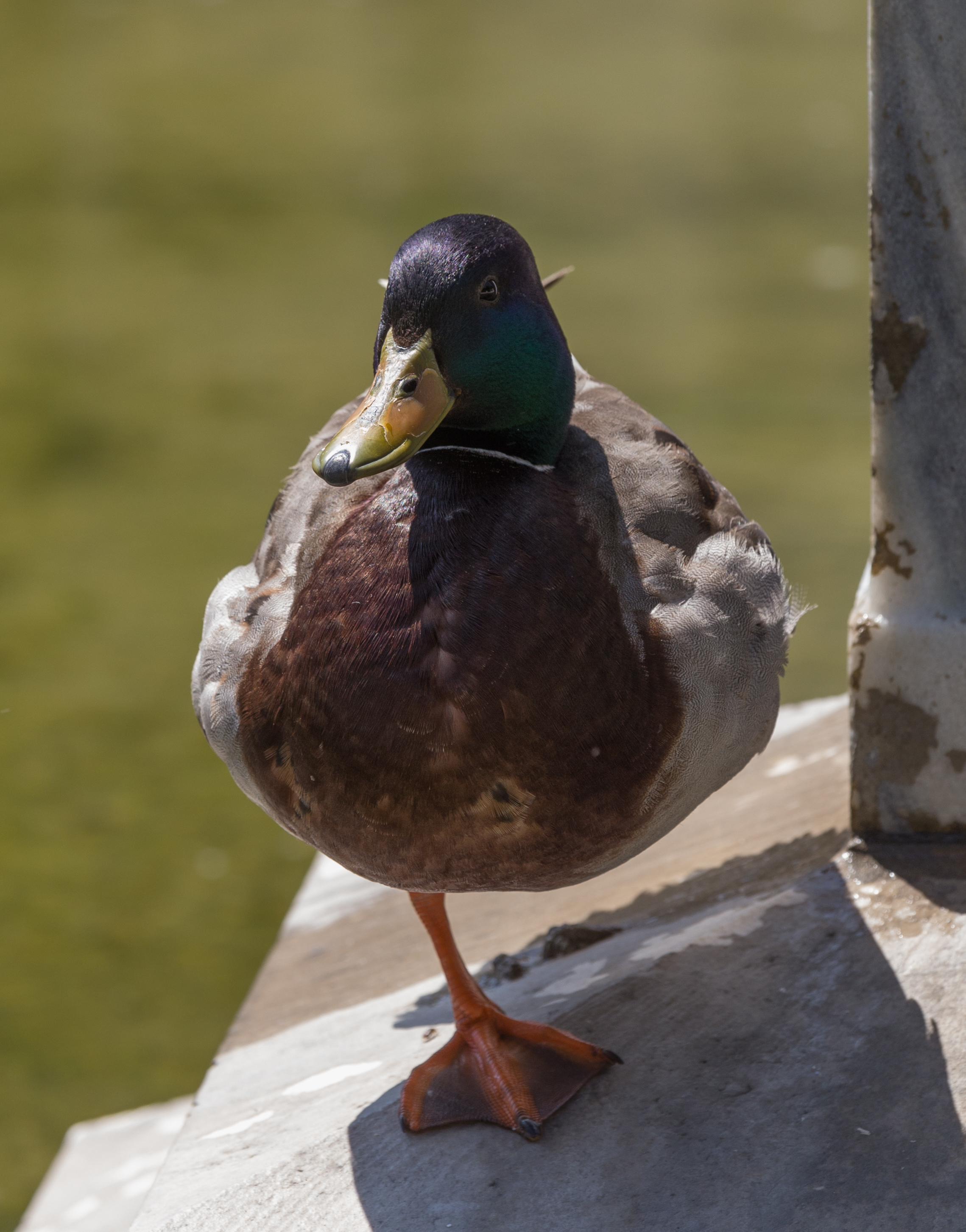 Stockente, male, (Anas platyrhynchos), Vienna, Volksgarten-6148