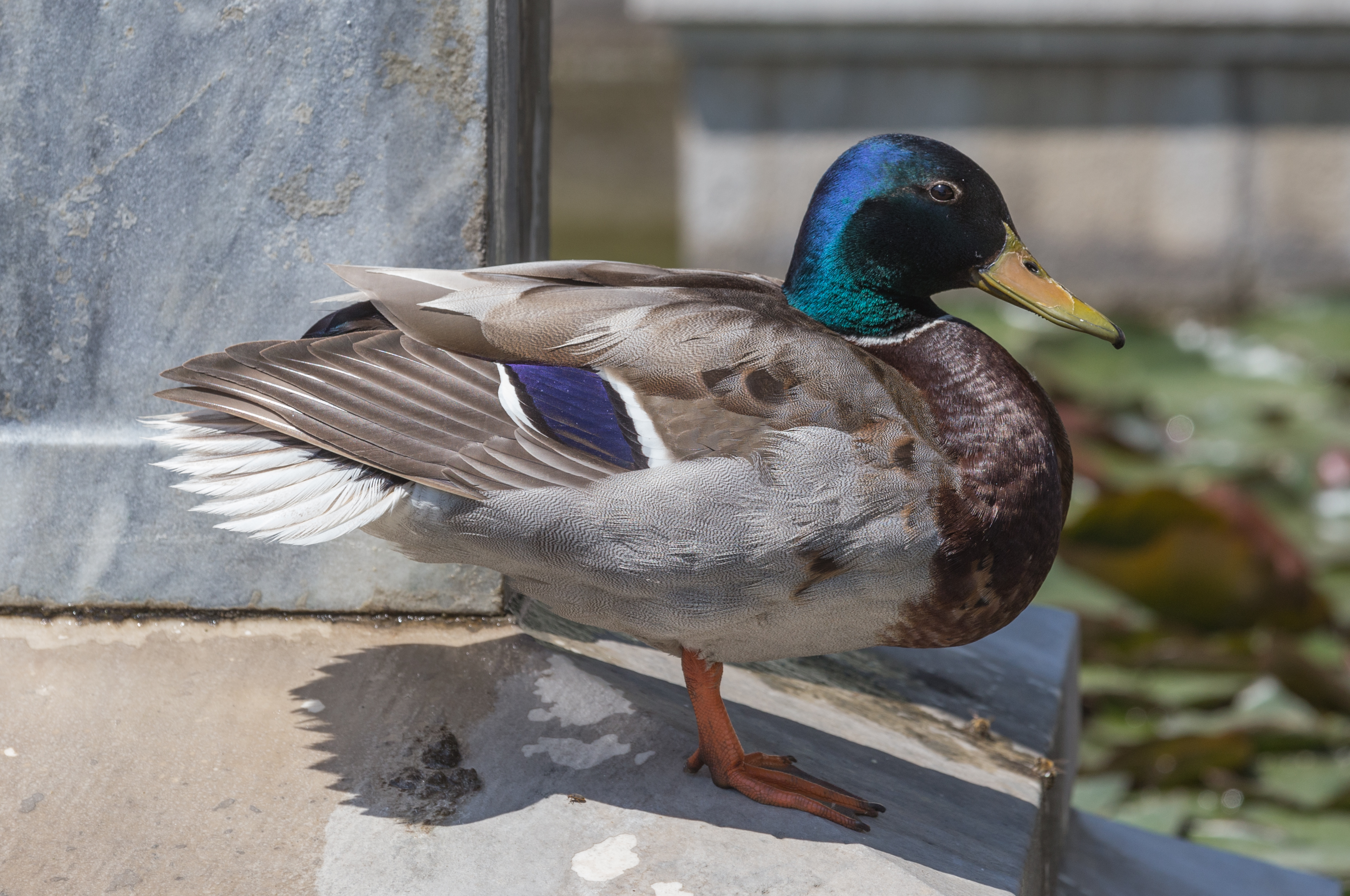 Stockente, male, (Anas platyrhynchos), Vienna, Volksgarten-6168