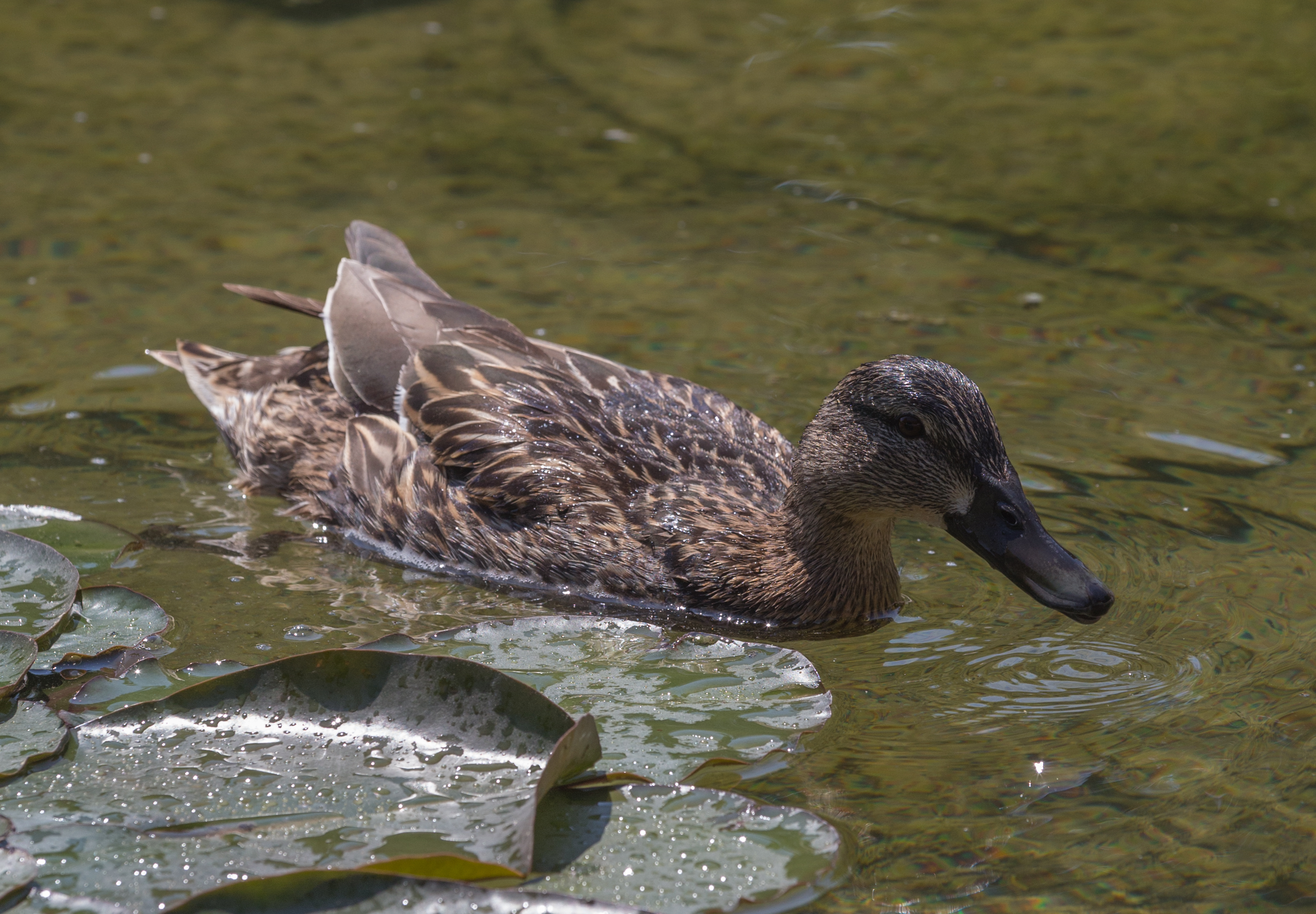 Stockente female, juvenile (Anas platyrhynchos), Vienna, Volksgarten-6150