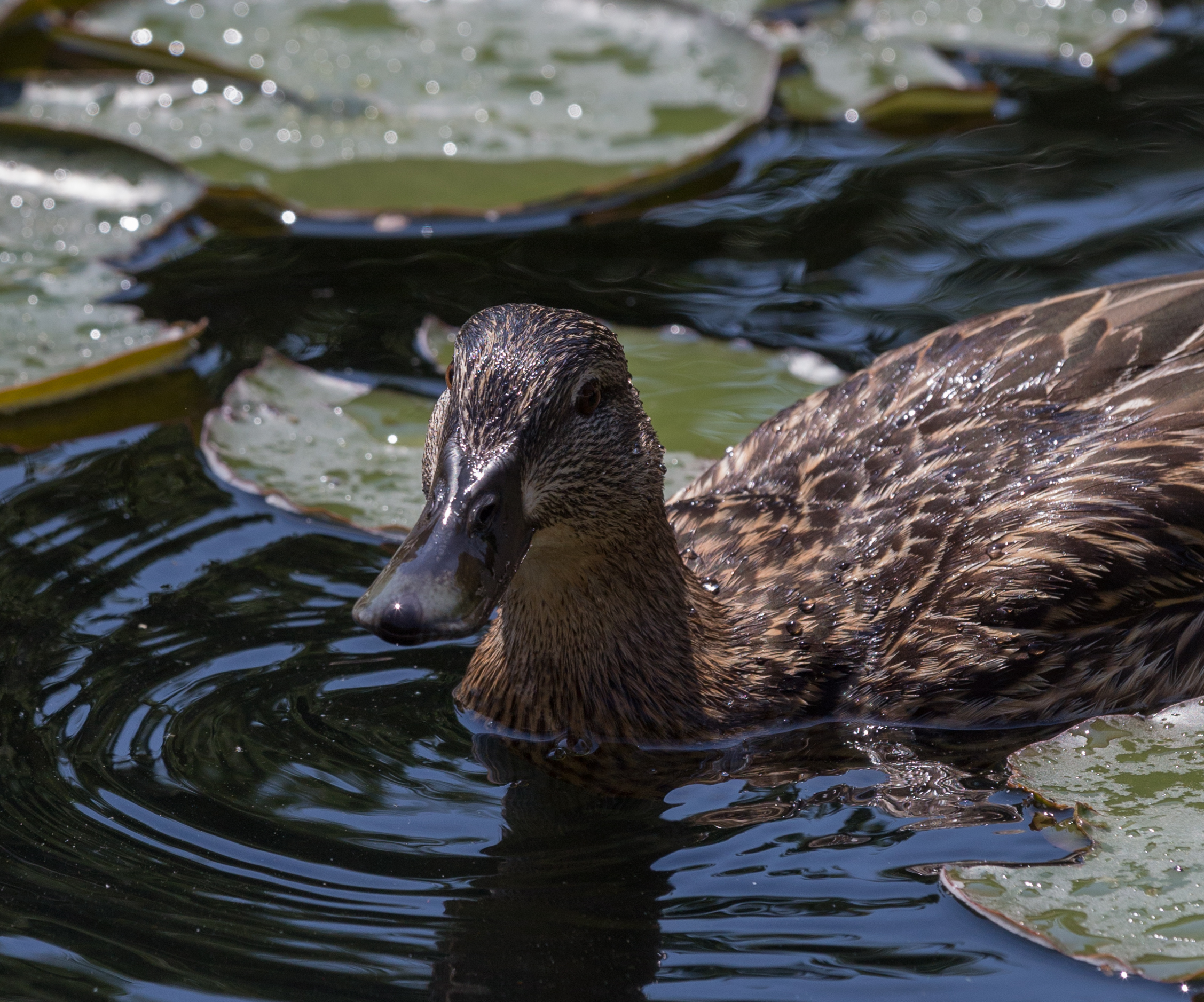 Stockente female, juvenile (Anas platyrhynchos), Vienna, Volksgarten-6152