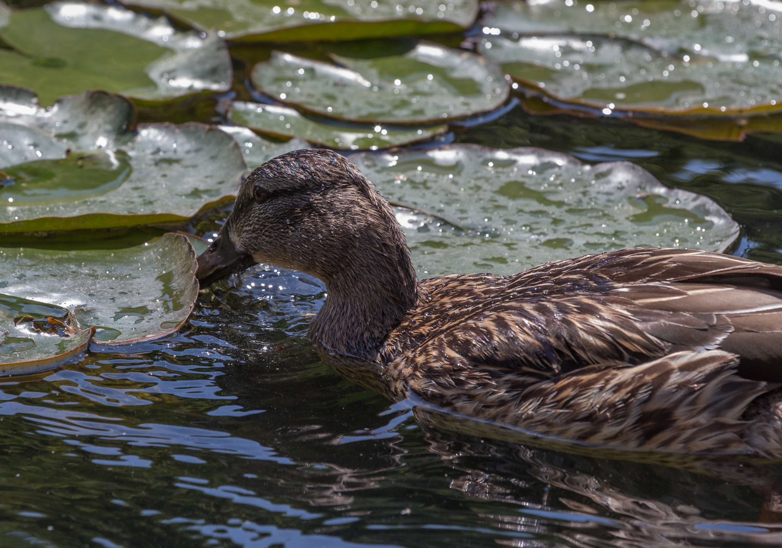 Stockente female, juvenile (Anas platyrhynchos), Vienna, Volksgarten-6154