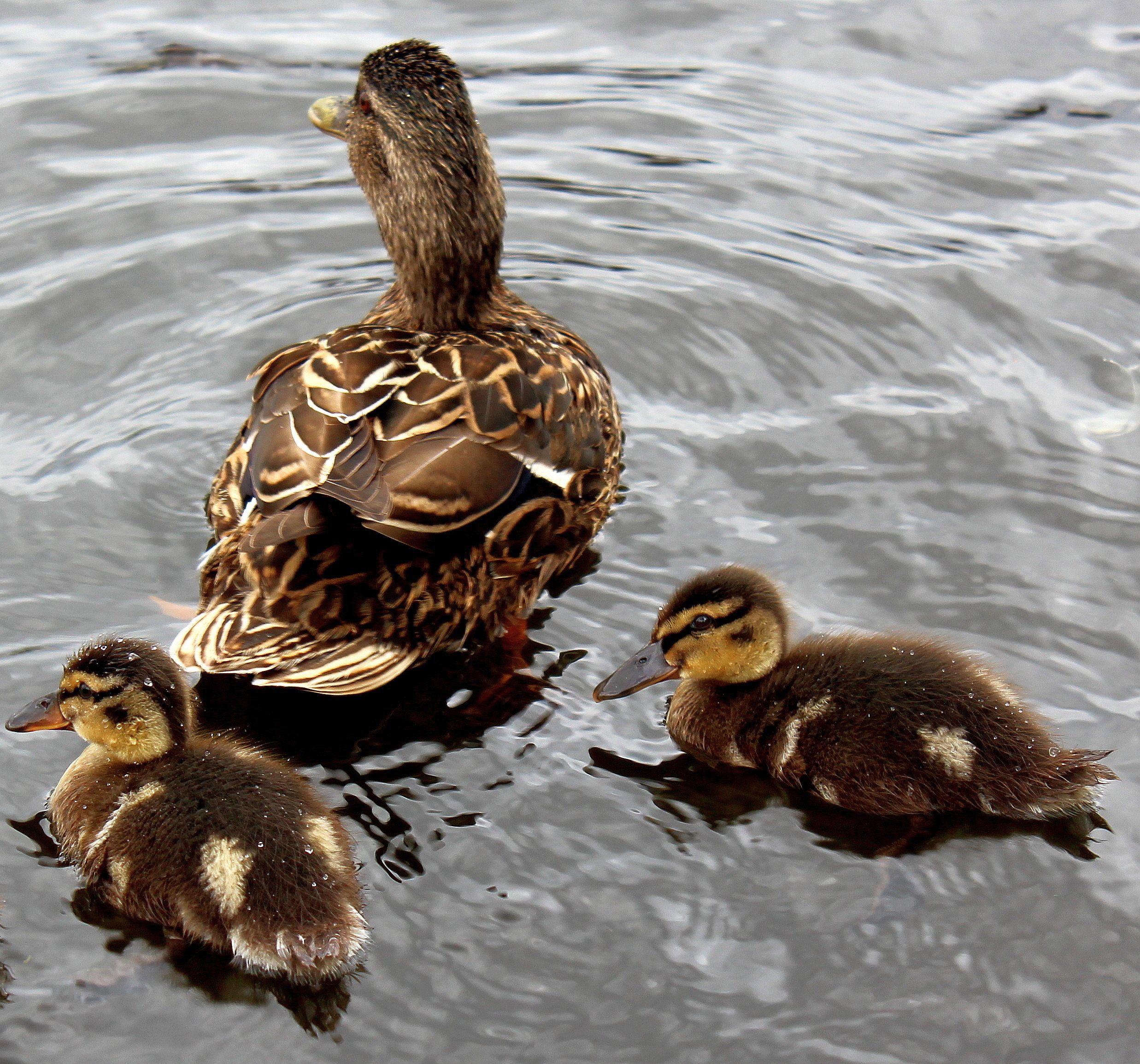 Stockentenfamilie2b 2012