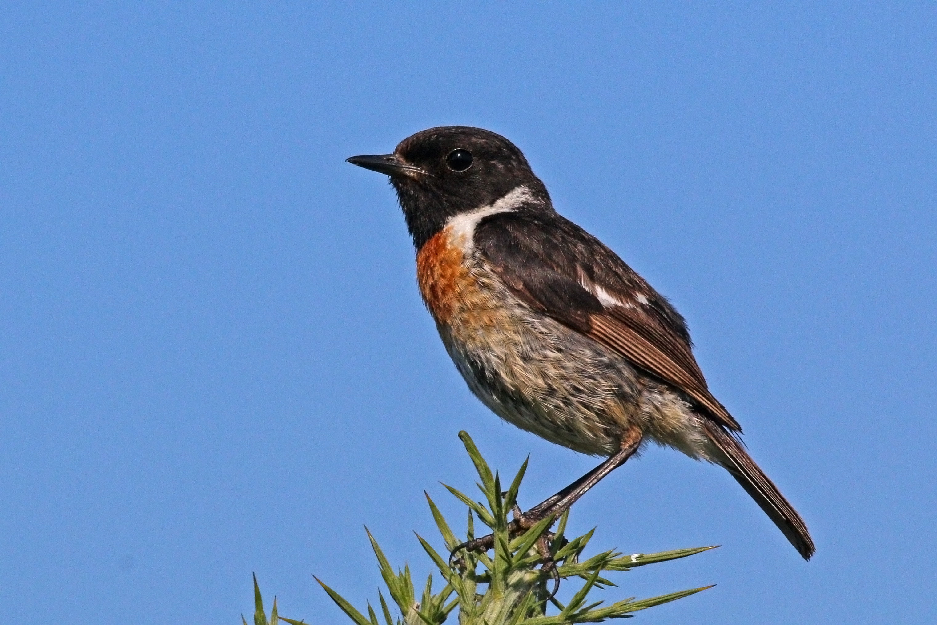Stonechat (Saxicola rubicola) male, Beaulieu, Hampshire