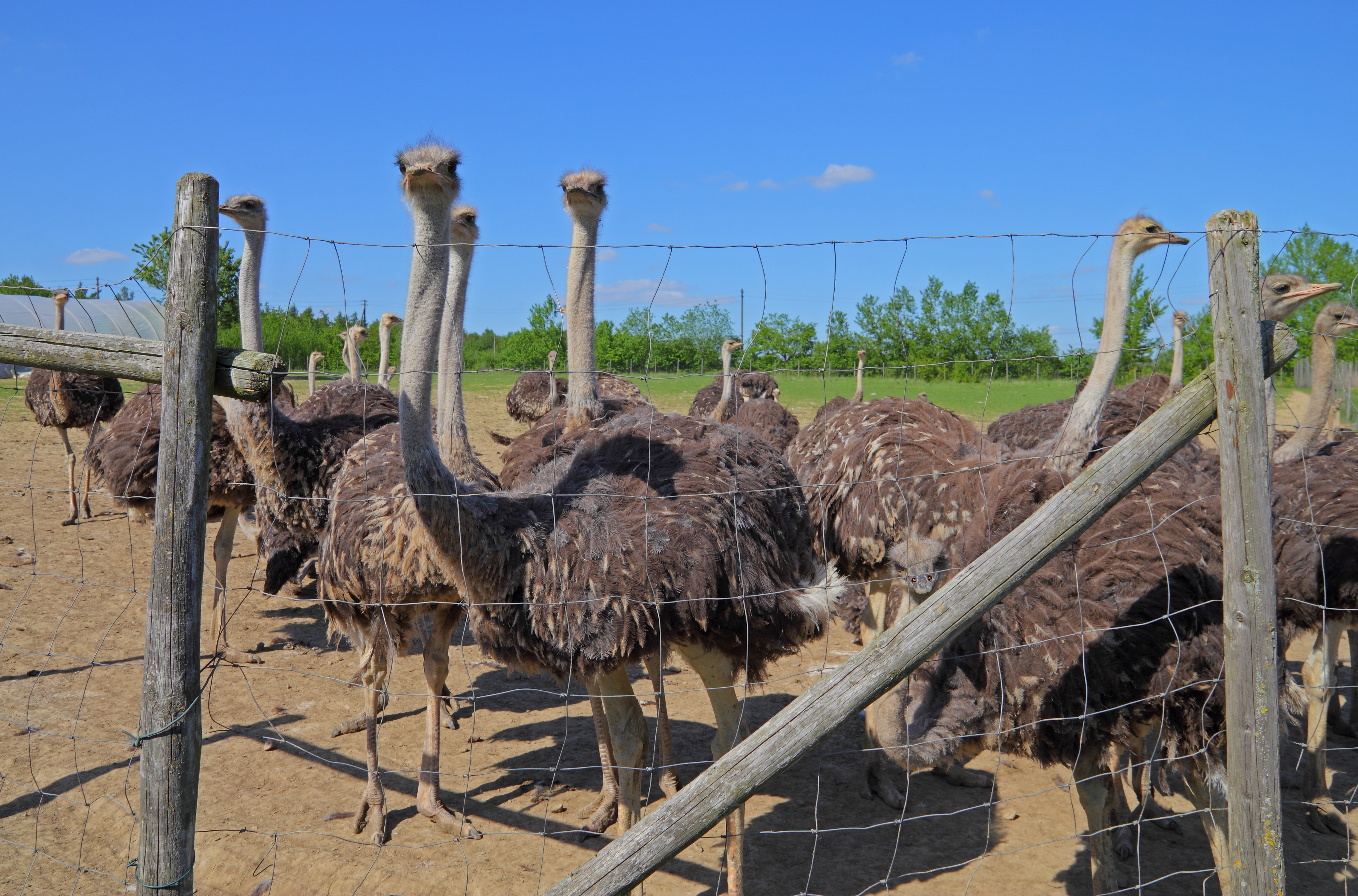 Straussenfarm Gemarkenhof 03