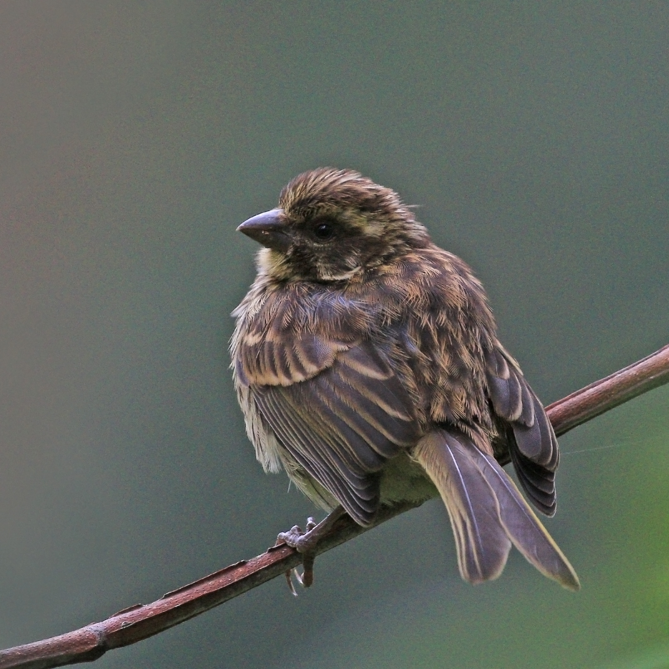 Streaky seadeater (Crithagra striolata) juvenile