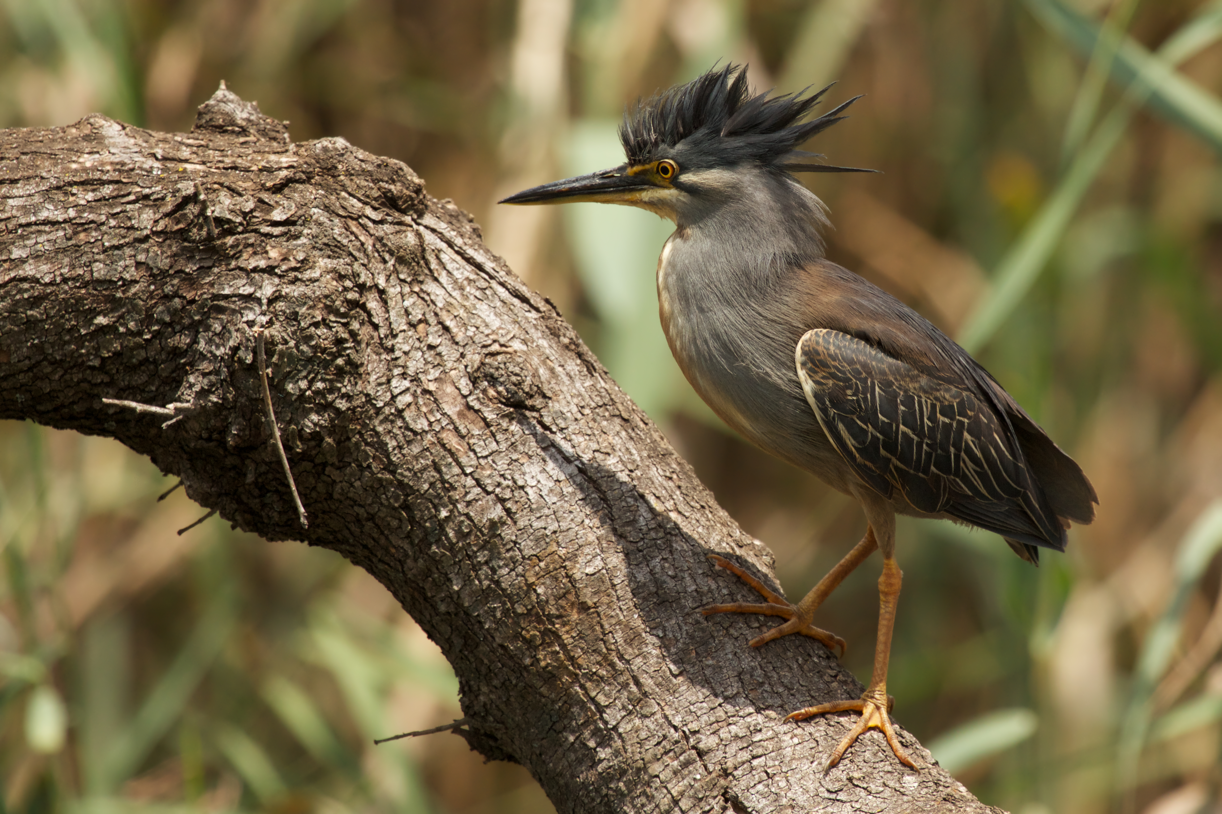 Striated Heron-001
