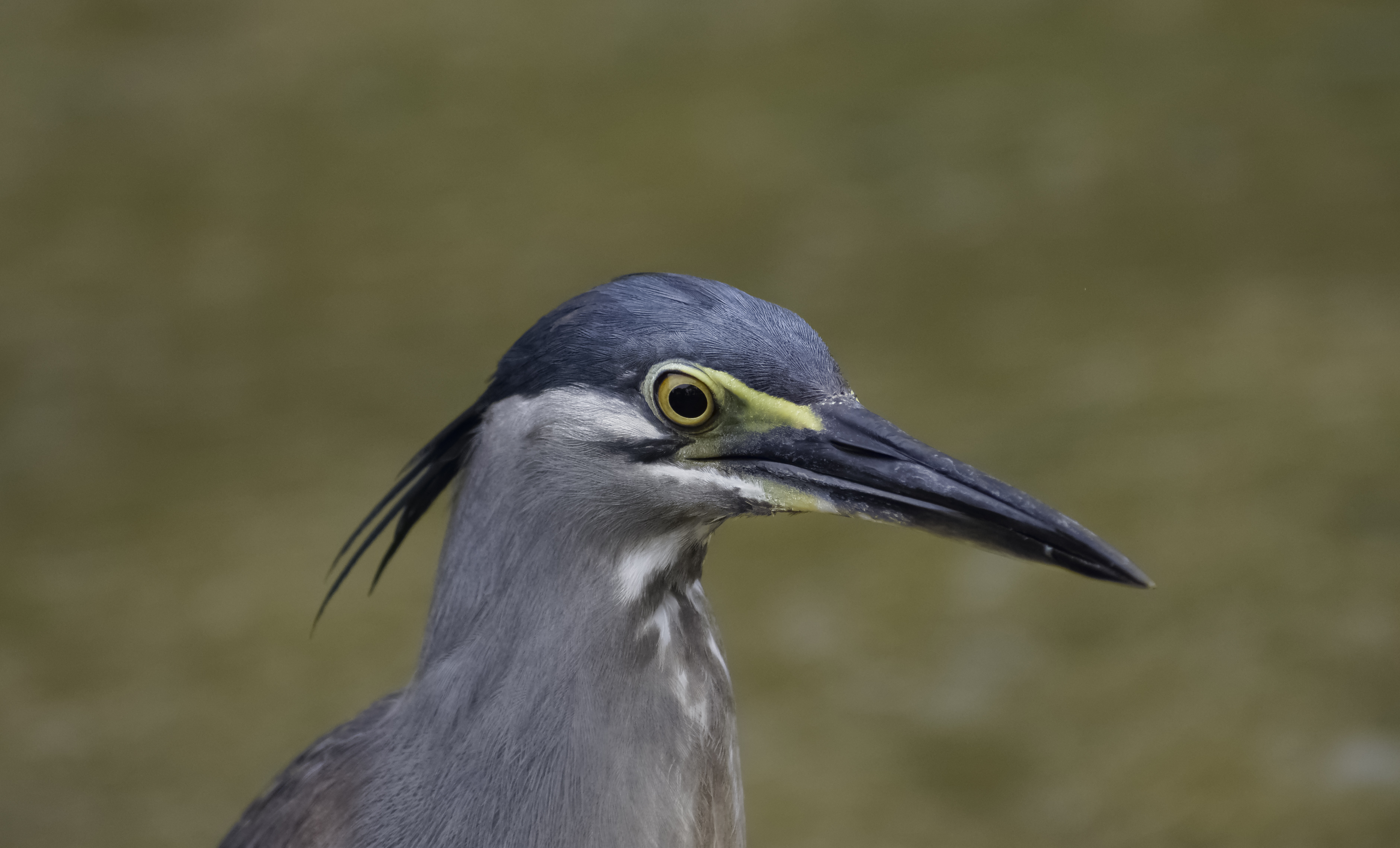 Striated Heron (Butorides striata) @ Kuala Lumpur, Malaysia (4)