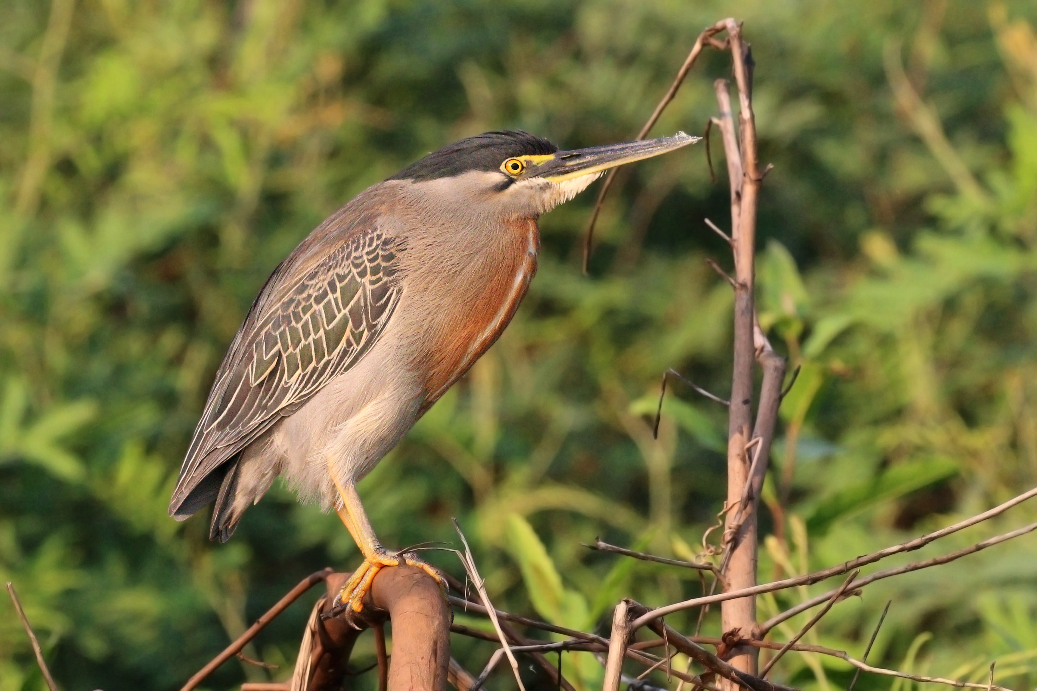 Striated heron (Butorides striata striata)