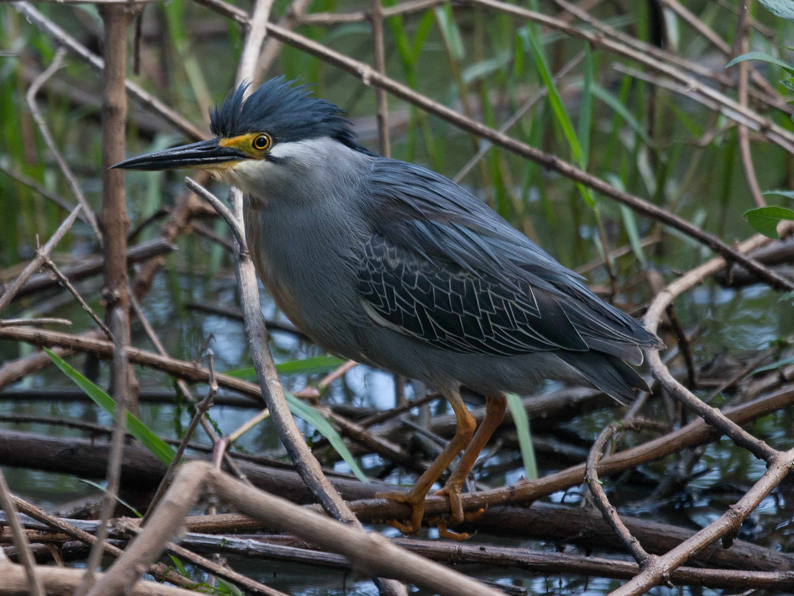 Striated heron in Israel
