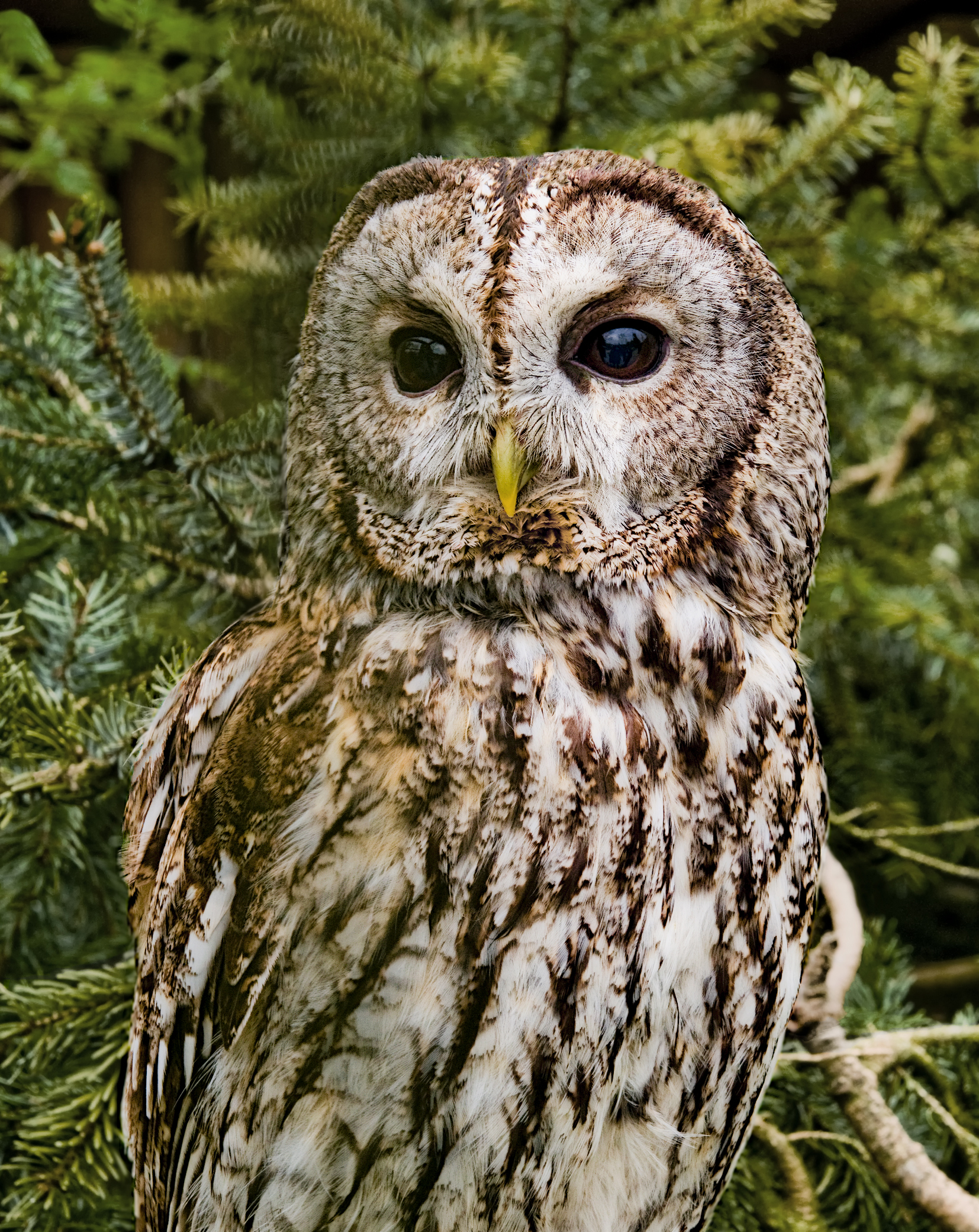 Strix aluco (Linnaeus, 1758)