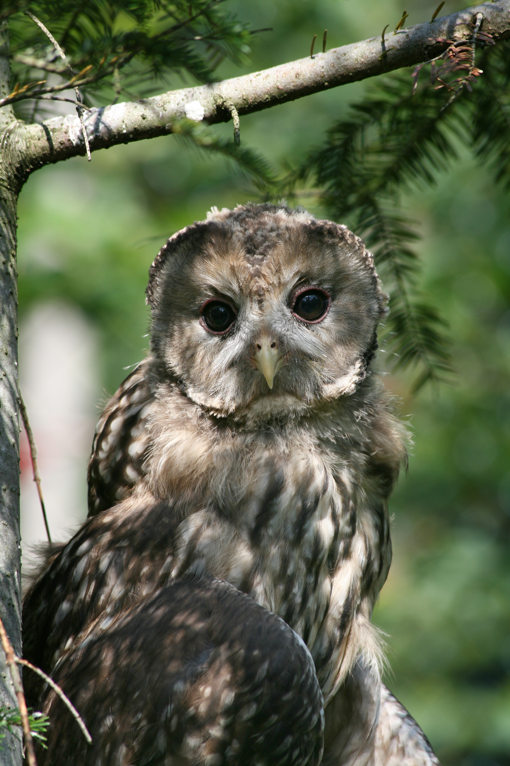 Strix aluco Richard Bartz