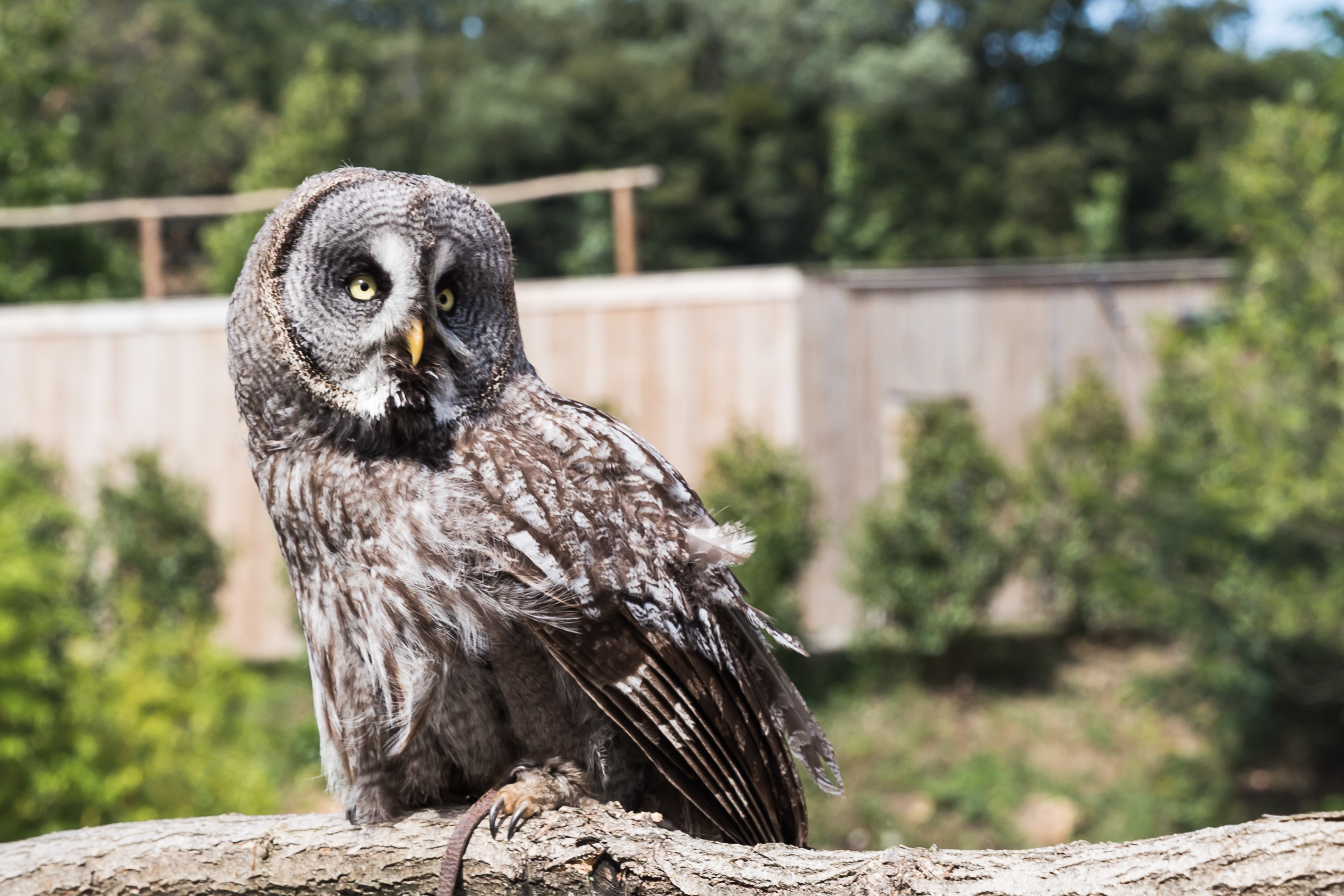 Strix nebulosa (Chouette lapone) - 399