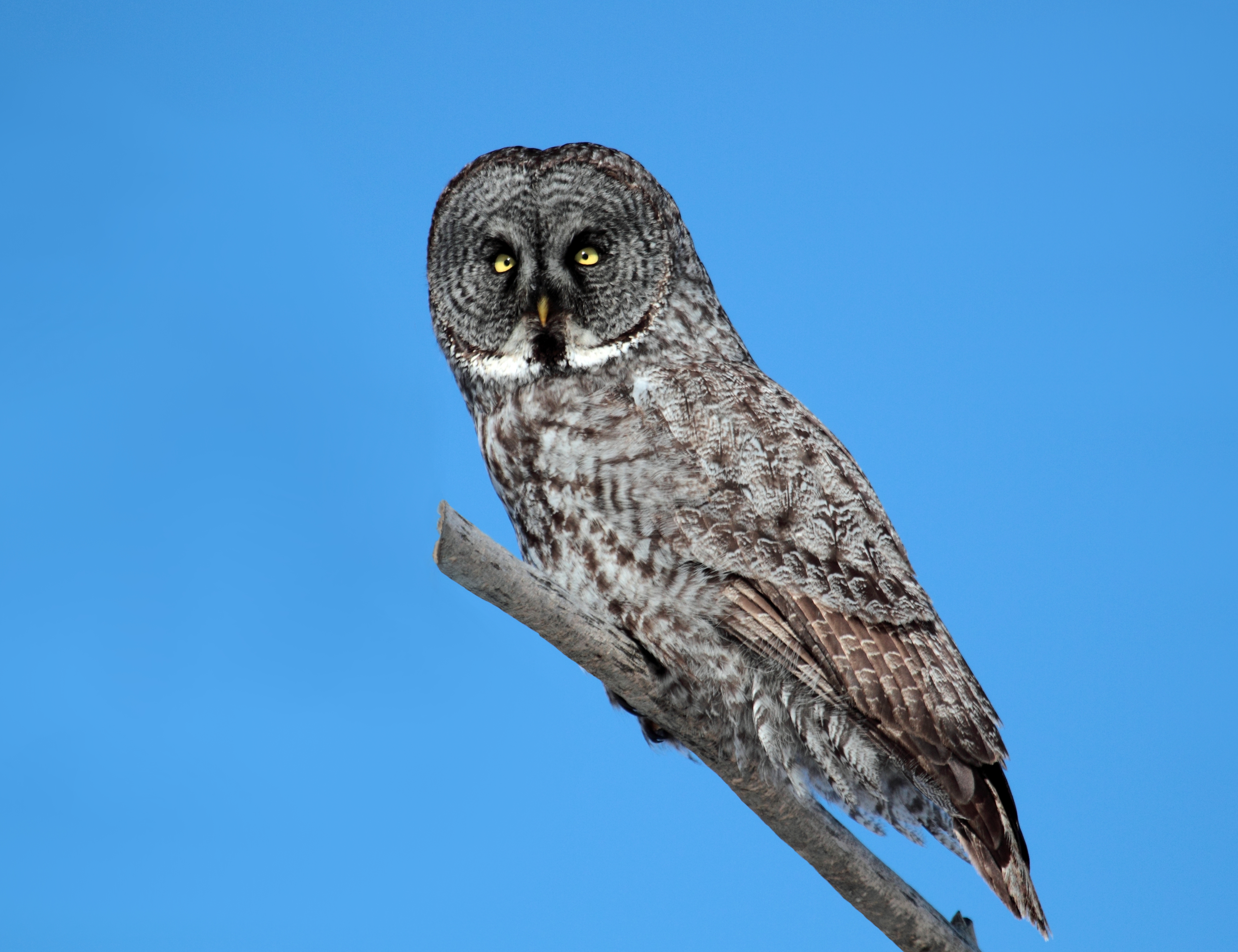 Strix nebulosa CT