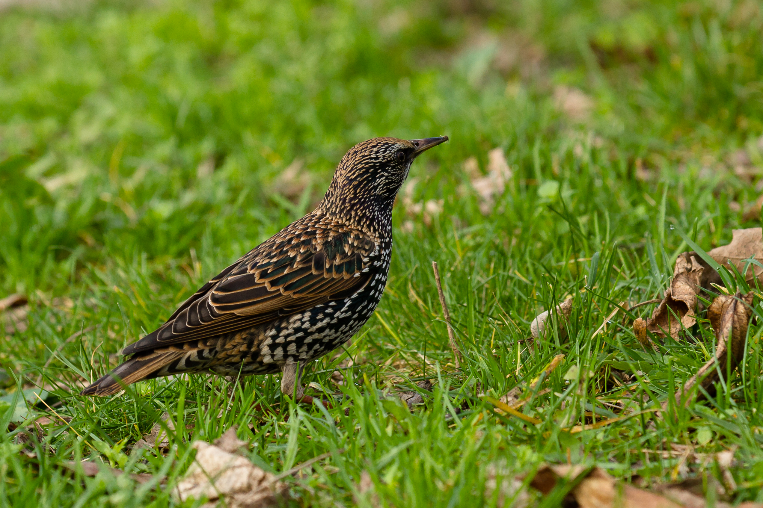 Sturnus vulgaris - Toulouse - 2013-01-12