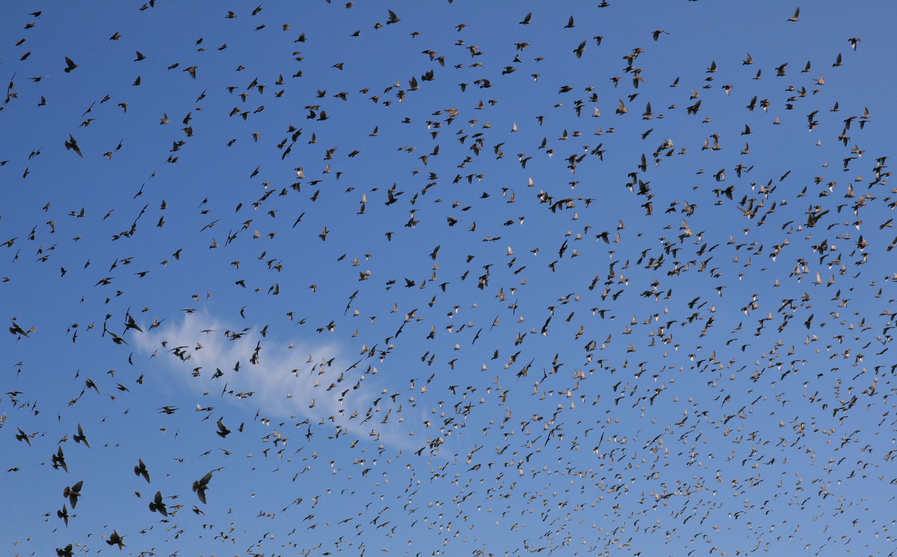 Sturnus vulgaris in Napa Valley 1