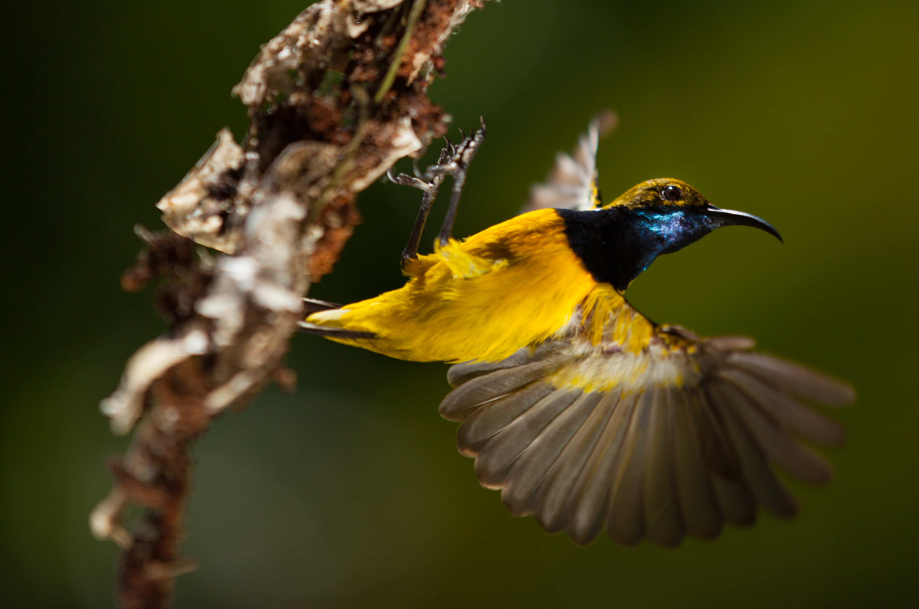 Sunbird CU