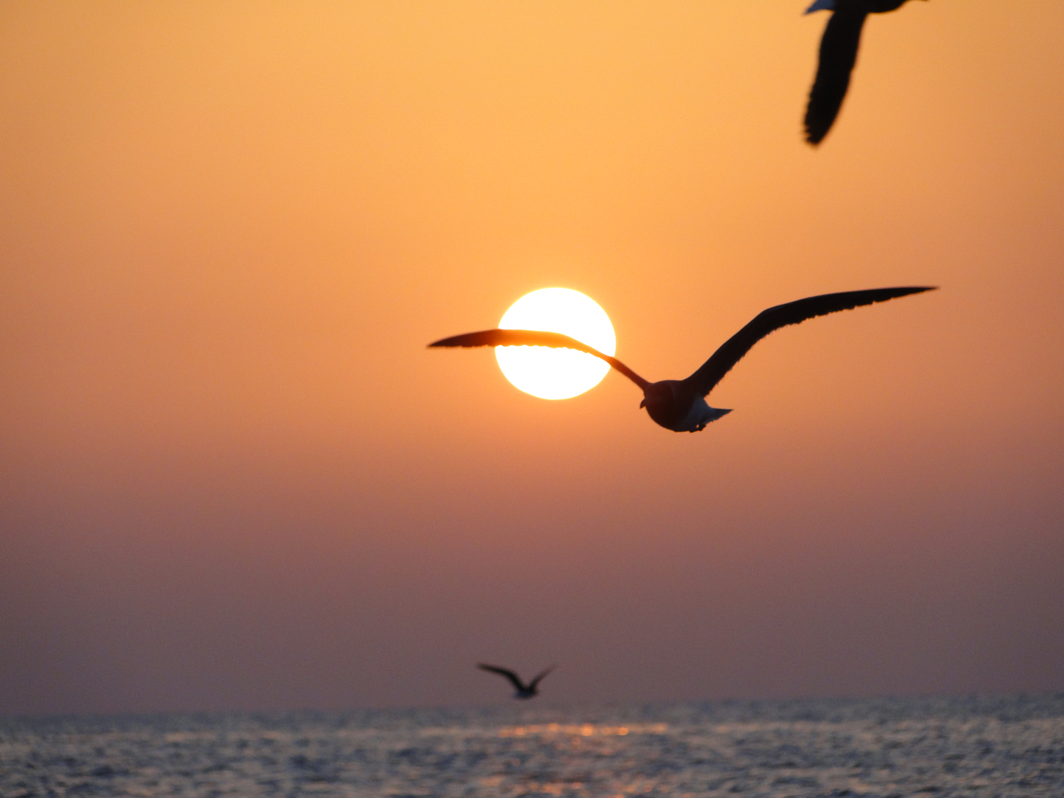 Sunset (5166841422)