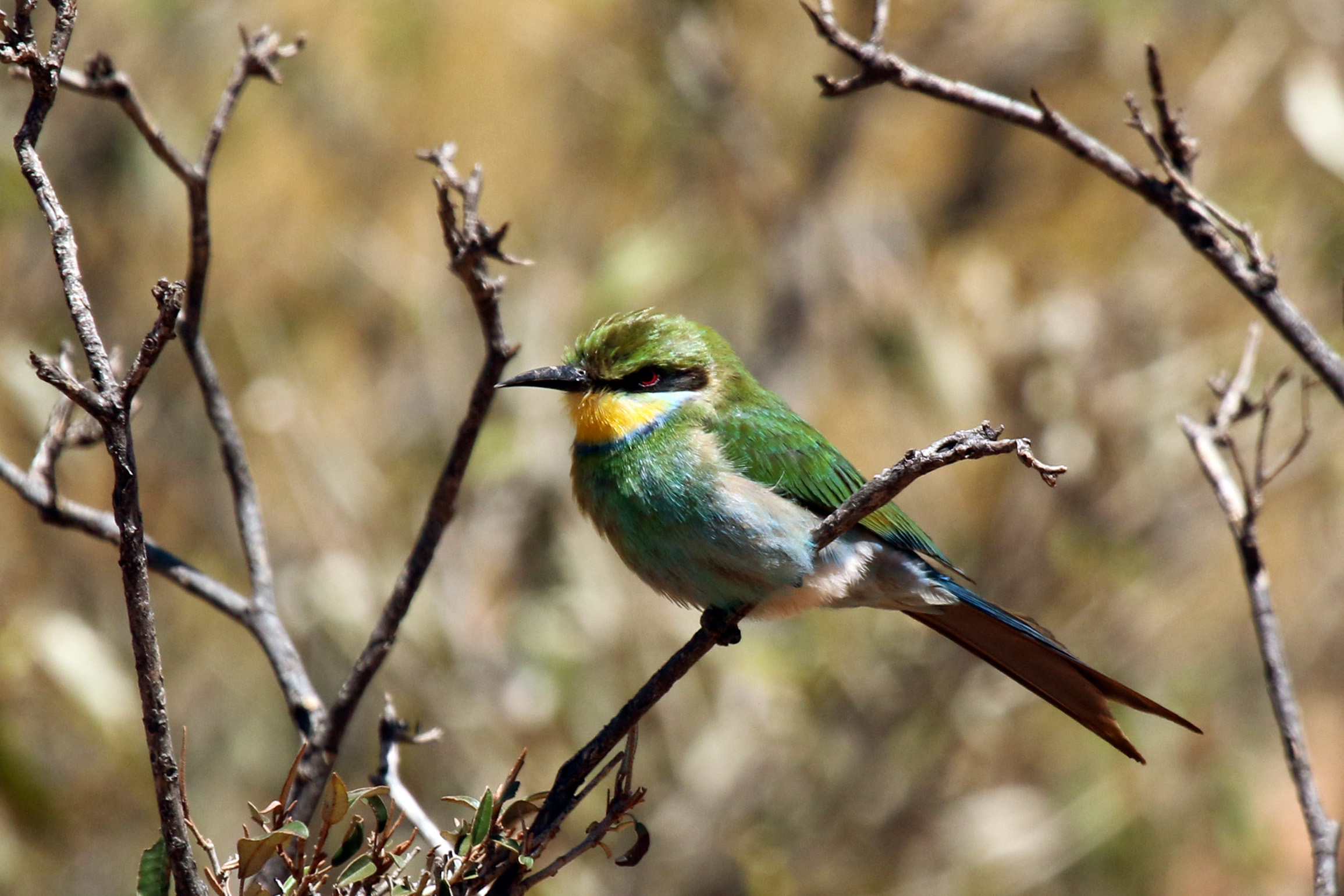 Swallow-tailed bee-eater (Merops hirundineus)
