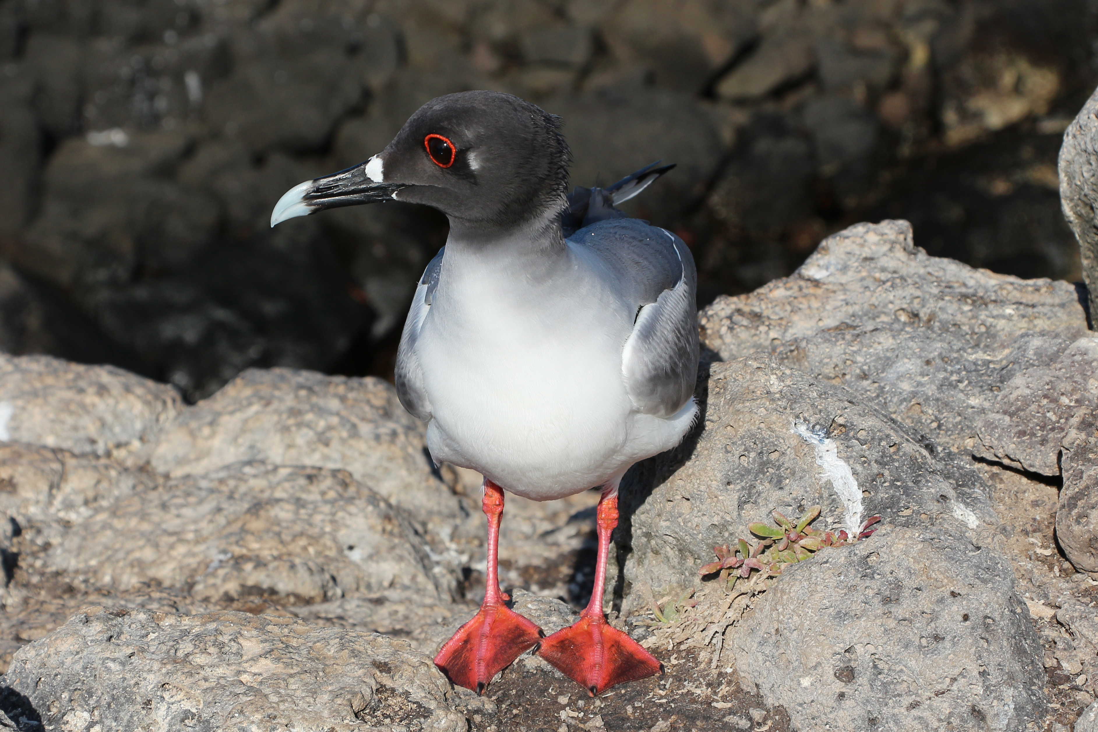 Swallow-tailed gull, South Plaza Island