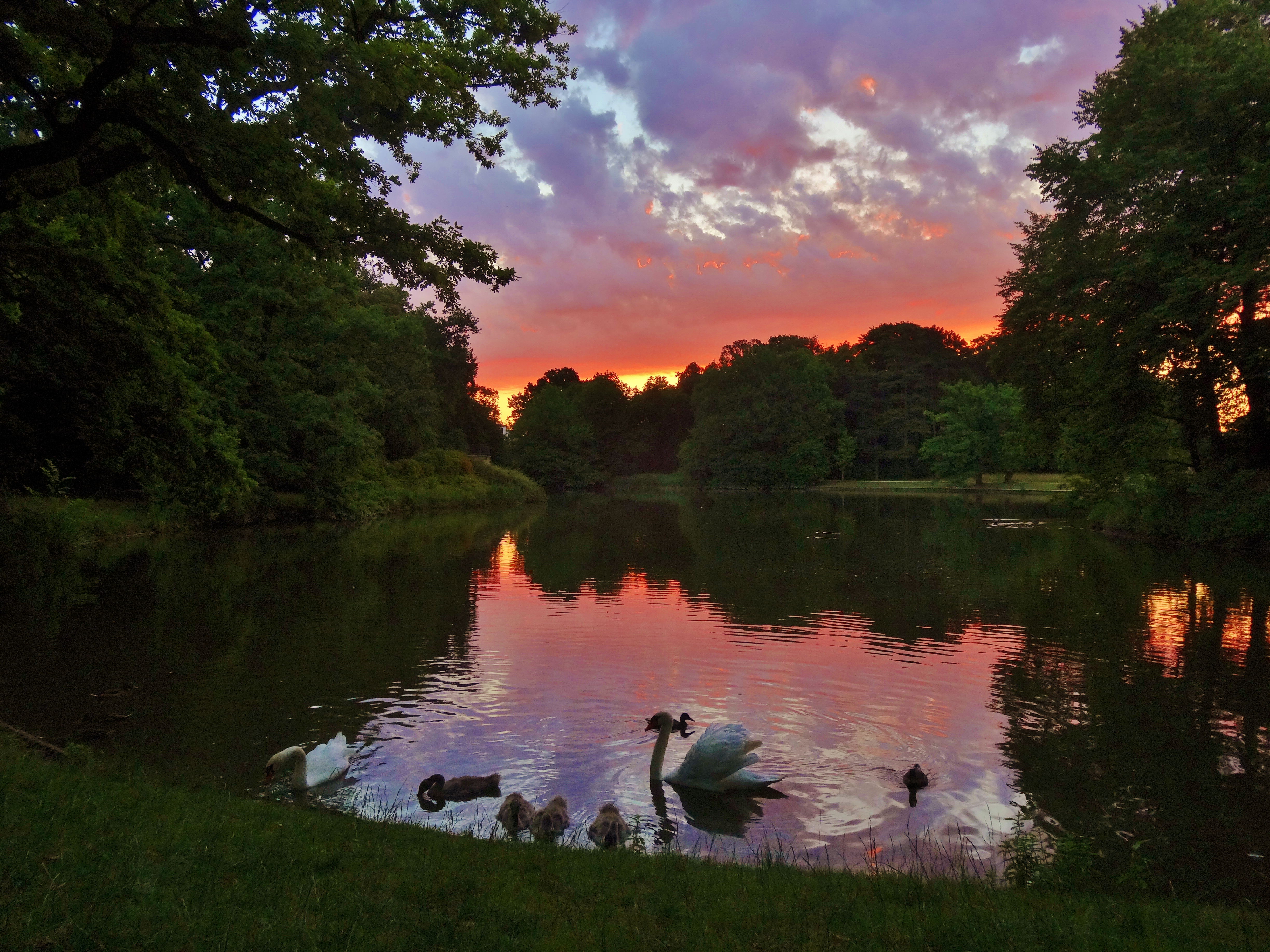 Swan family sunrise 109102578