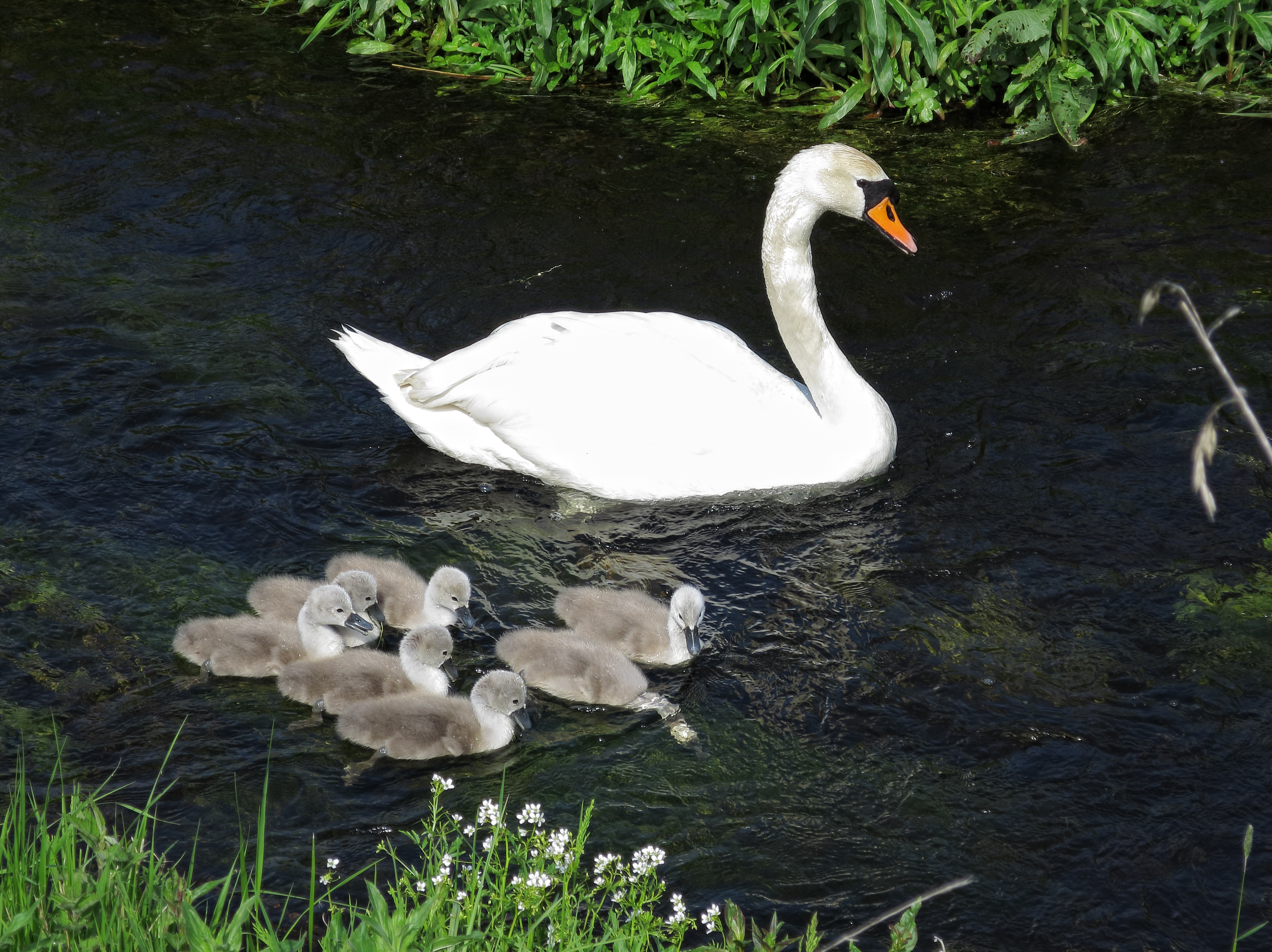 Swan with ducklings
