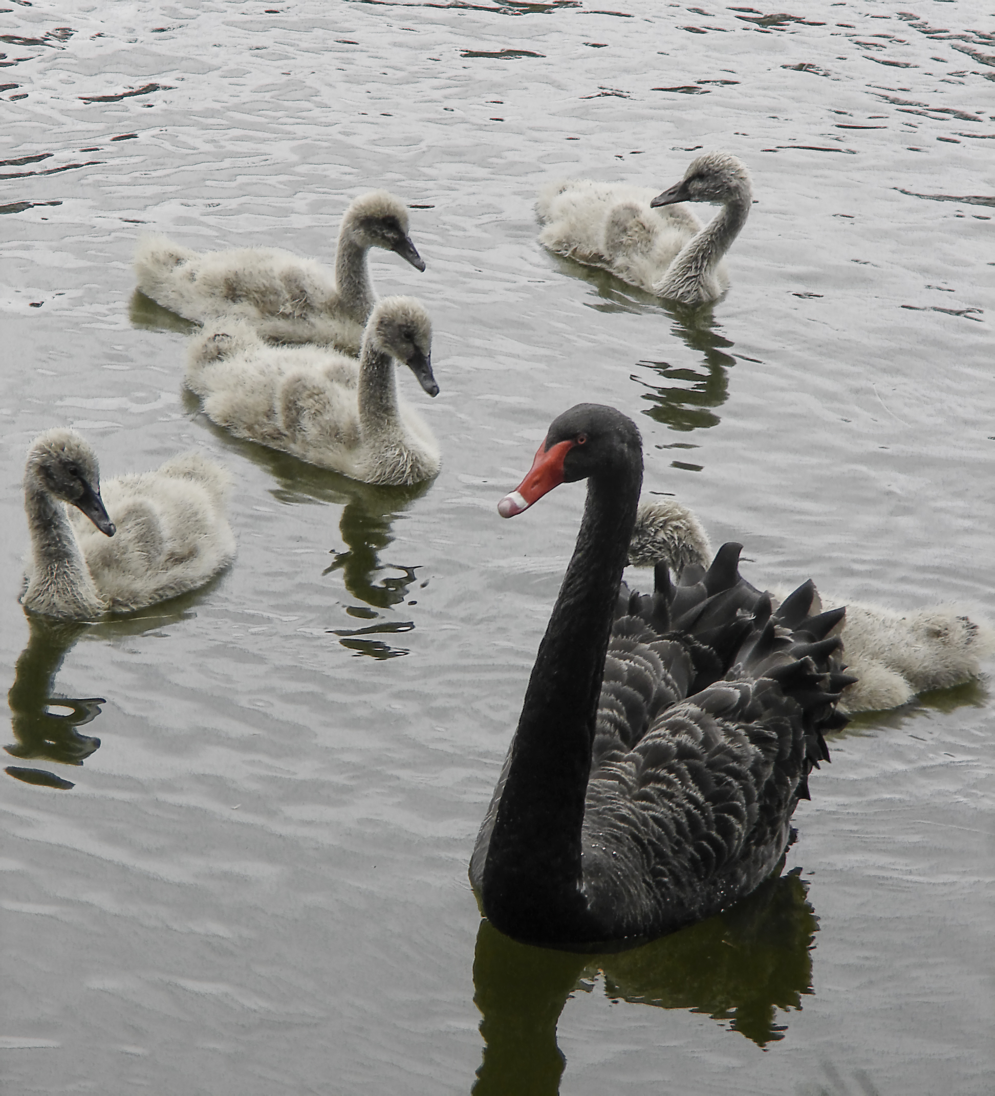 Swans at Our Local Park (3975241157)