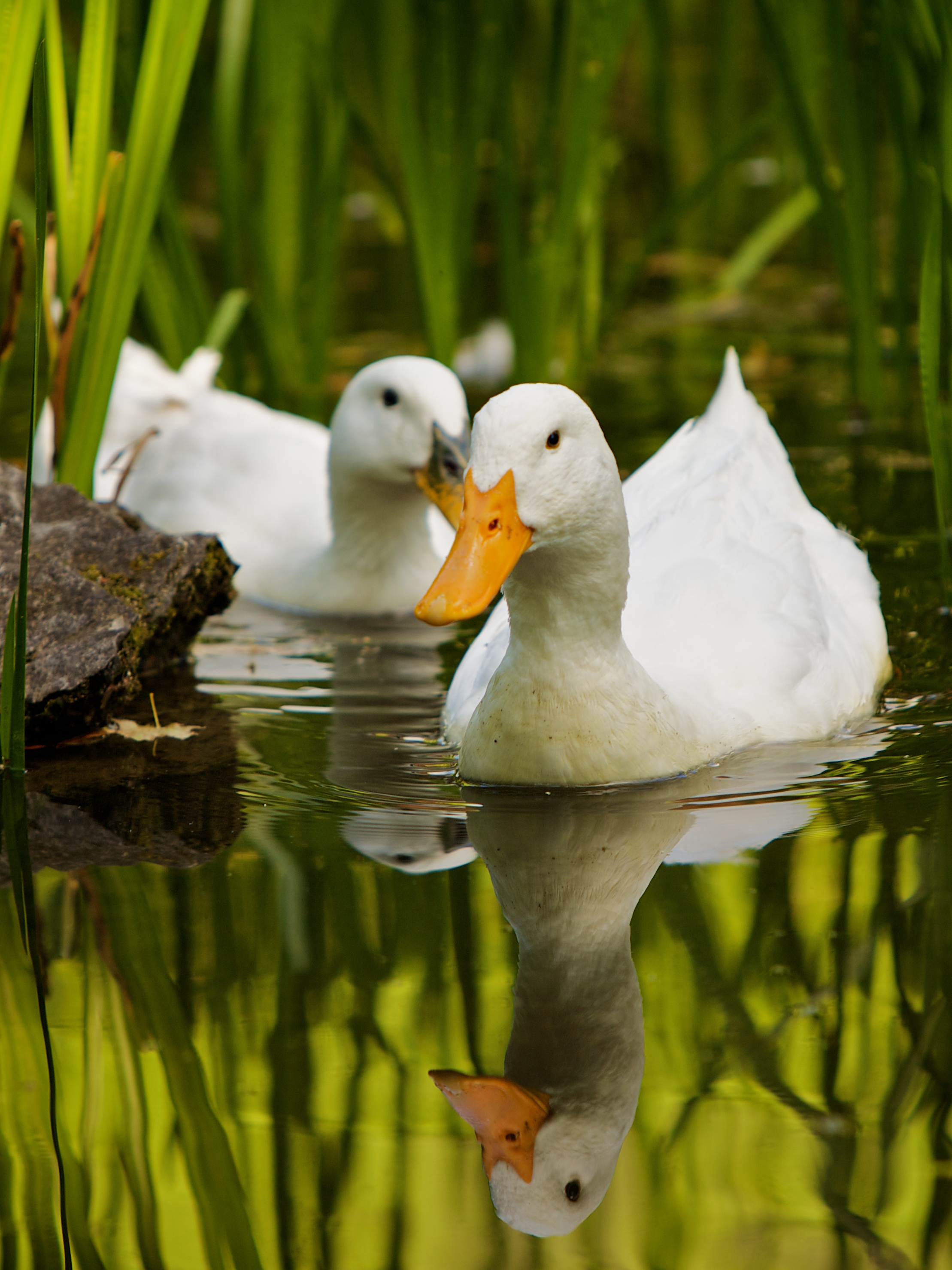 Swimming white domesticated ducks