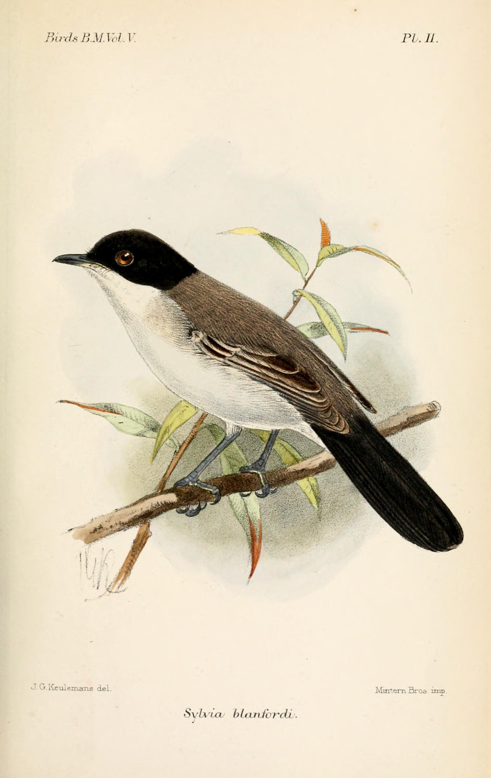 SylviaBlanfordiKeulemans