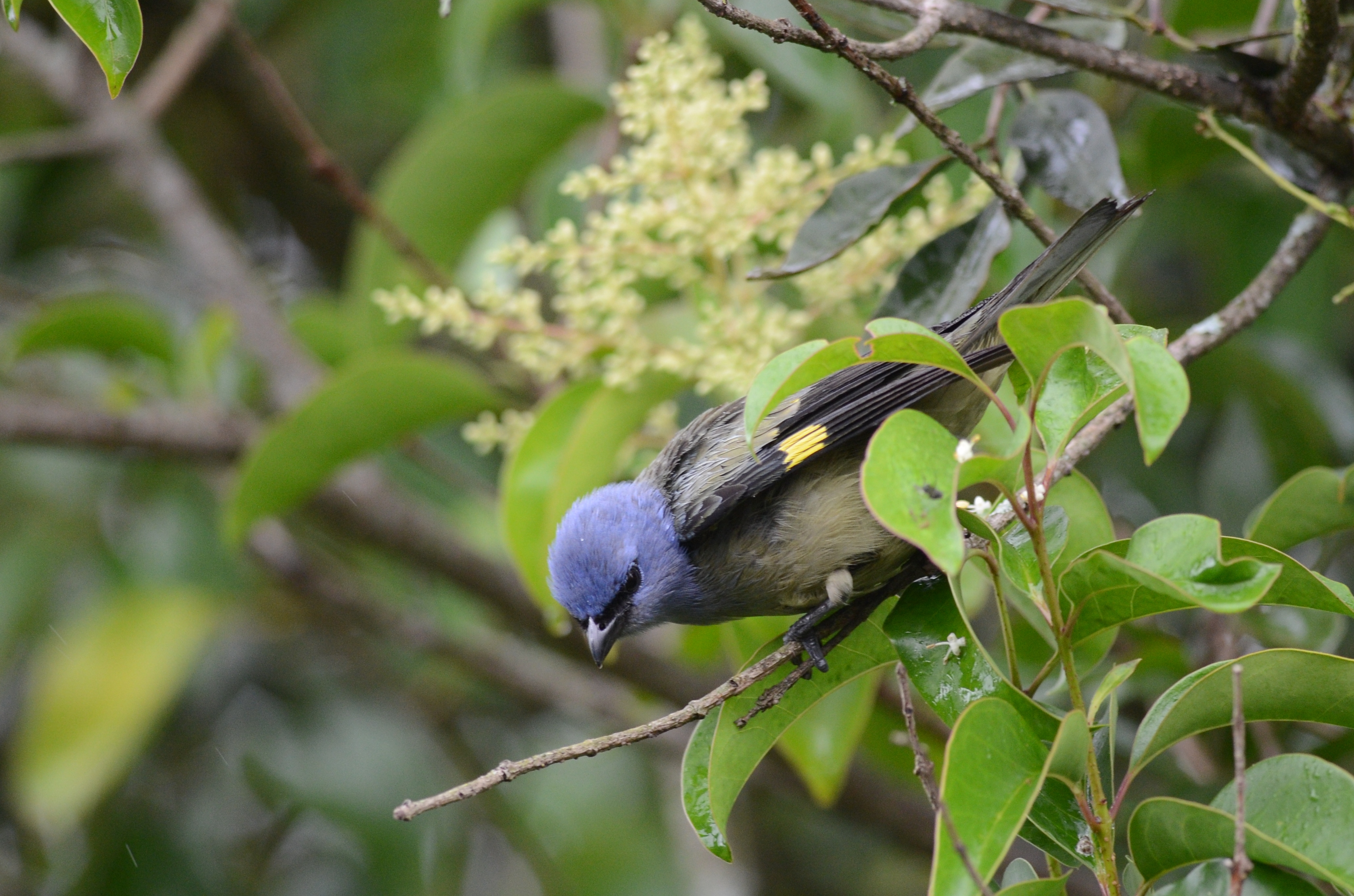 Tángara Ala Amarilla, Huauchinango Puebla, México (9244922570)