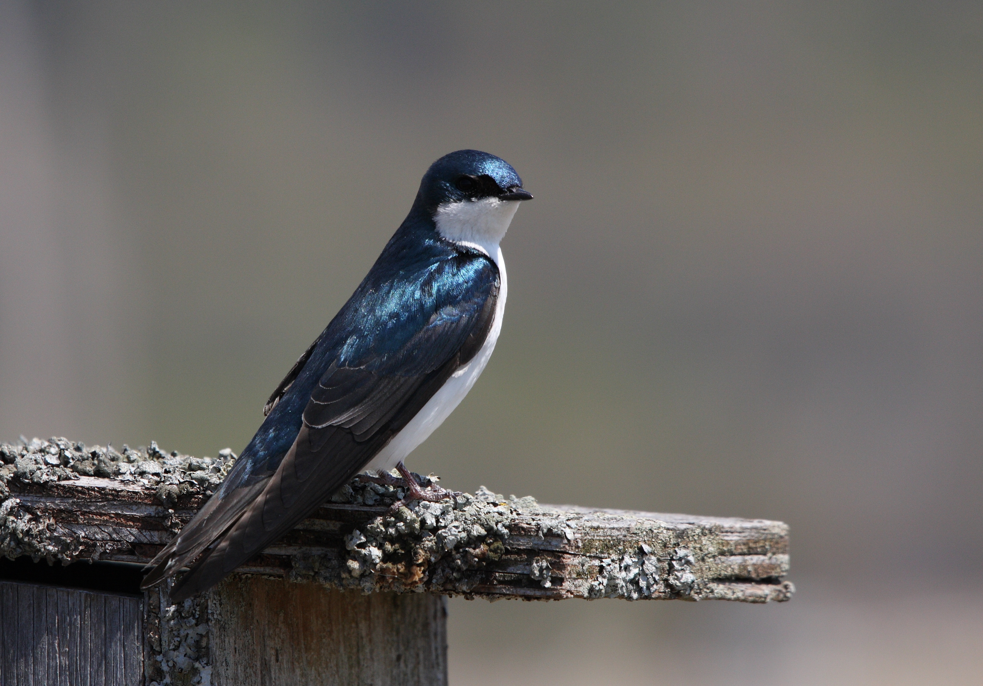 Tachycineta bicolor CT2
