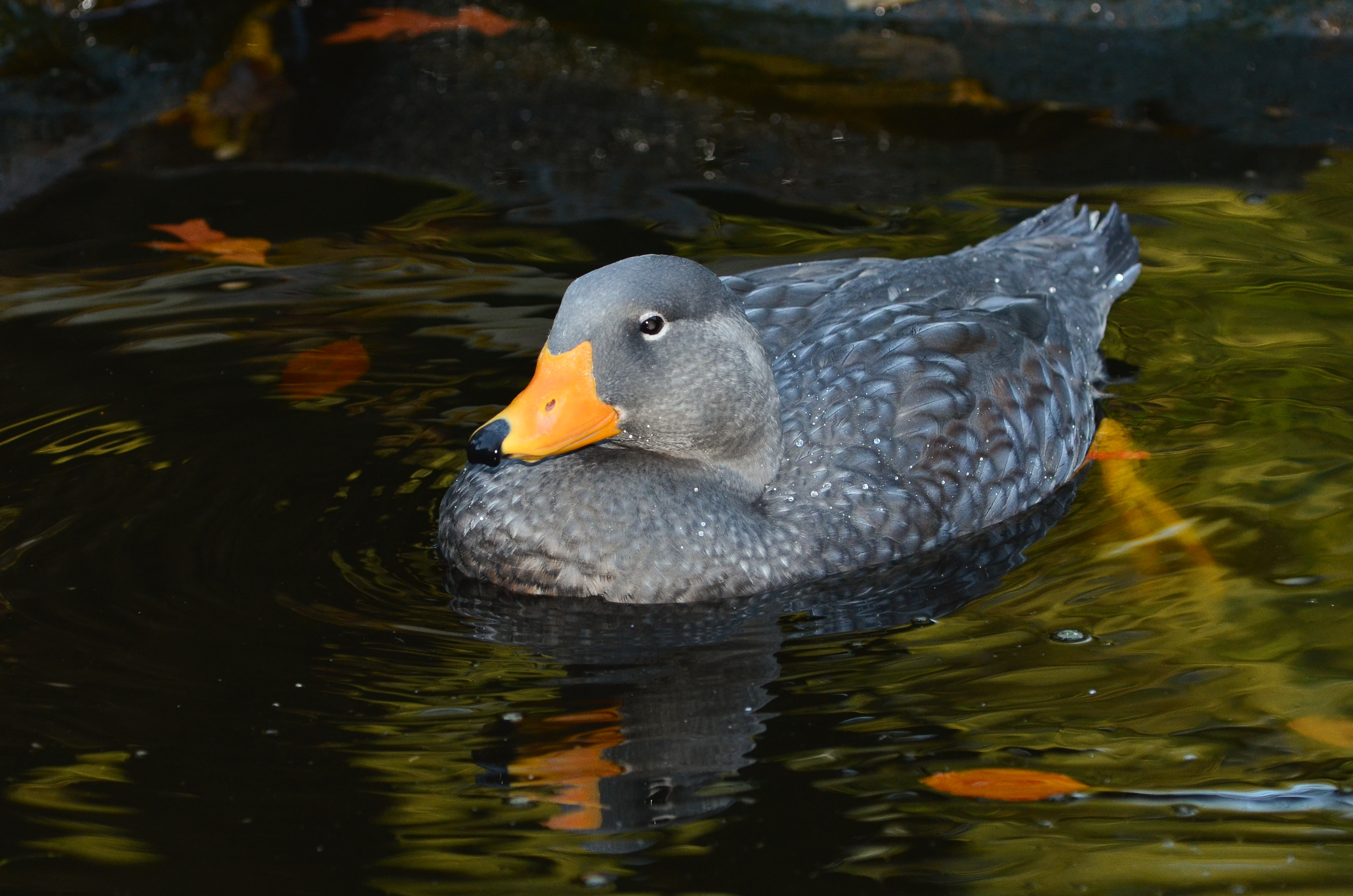 Tachyeres pteneres (Fuegian Steamer Duck - Magellan-Dampfschiffente) - Weltvogelpark Walsrode 2012-10
