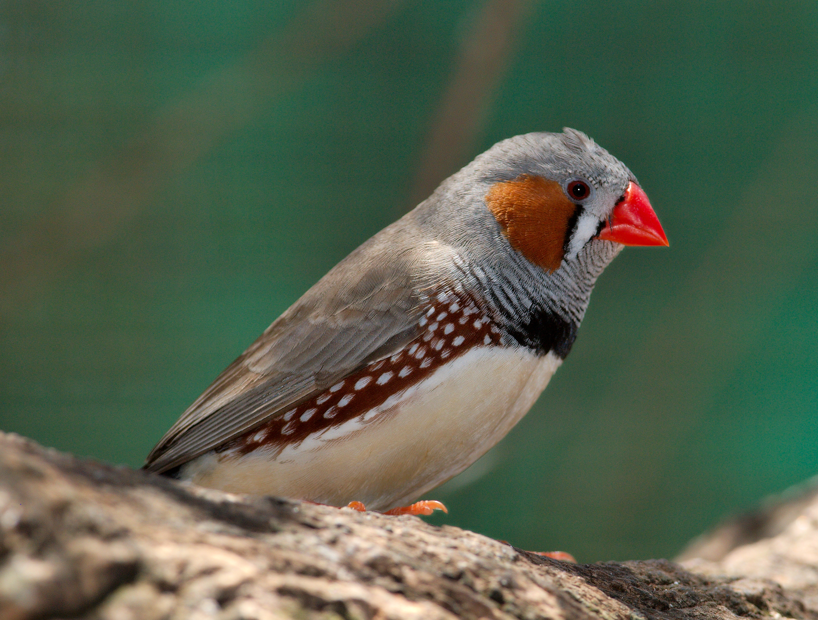 Taeniopygia guttata - profile - dundee wildlife park
