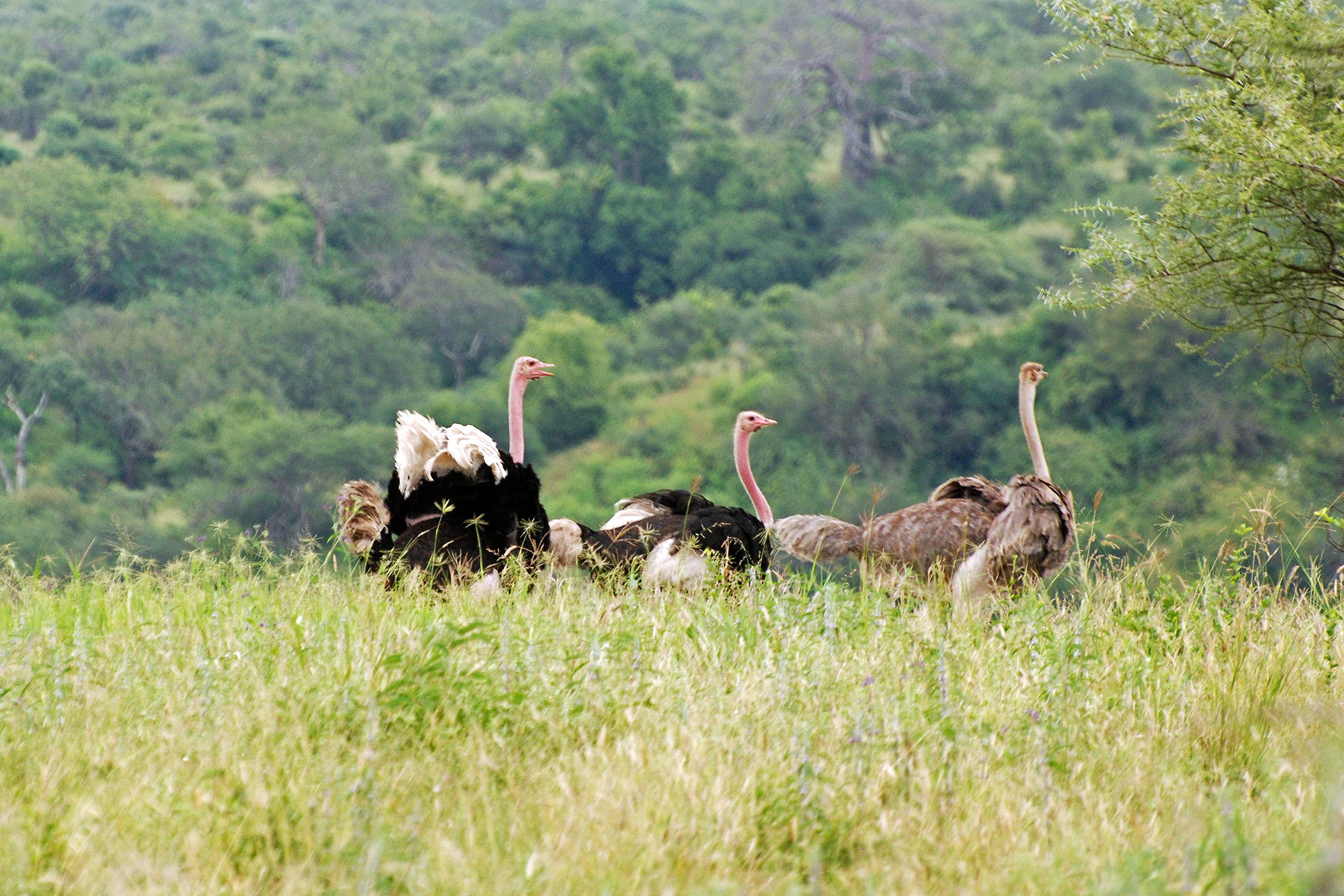 Tarangire 2012 05 27 1975 (7468503376)