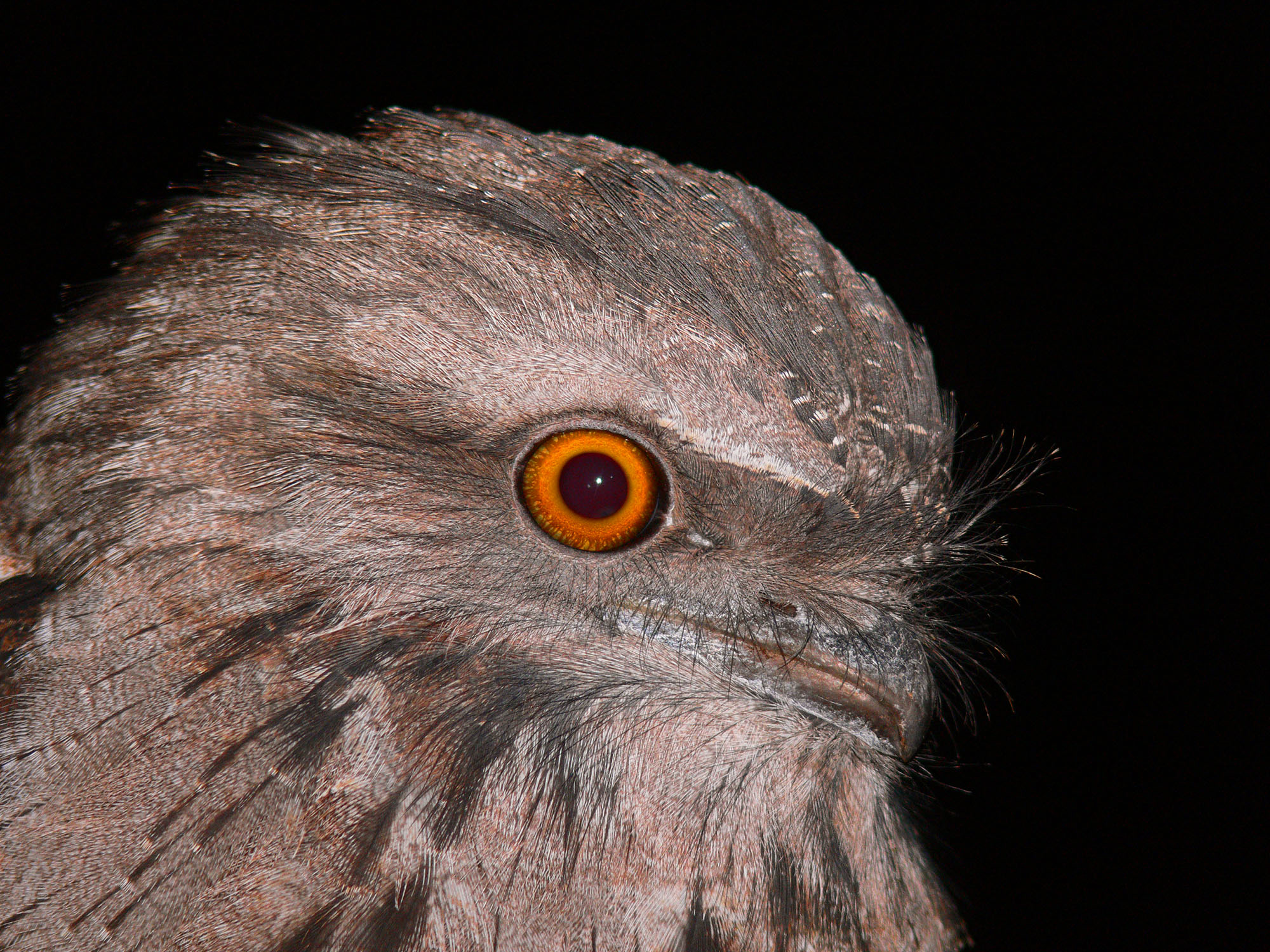 Tawny Frogmouth 1