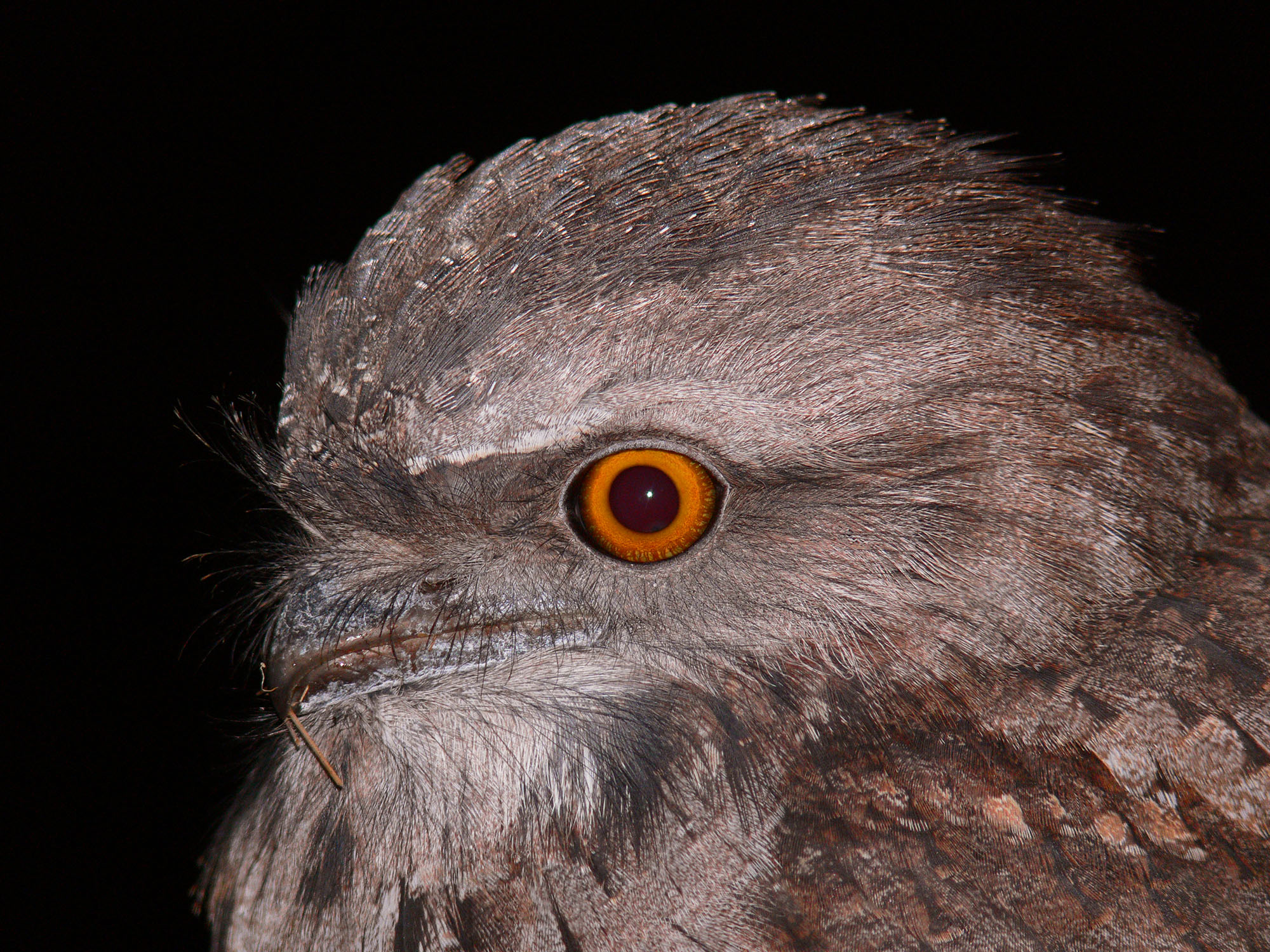 Tawny Frogmouth 4