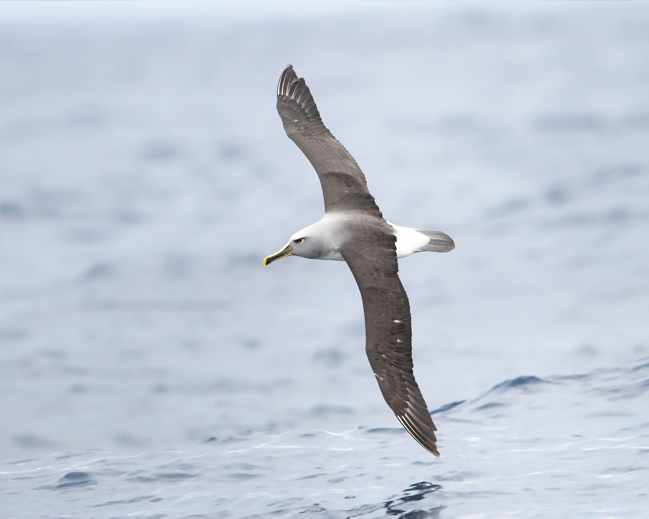Thalassarche bulleri in flight 2 - SE Tasmania